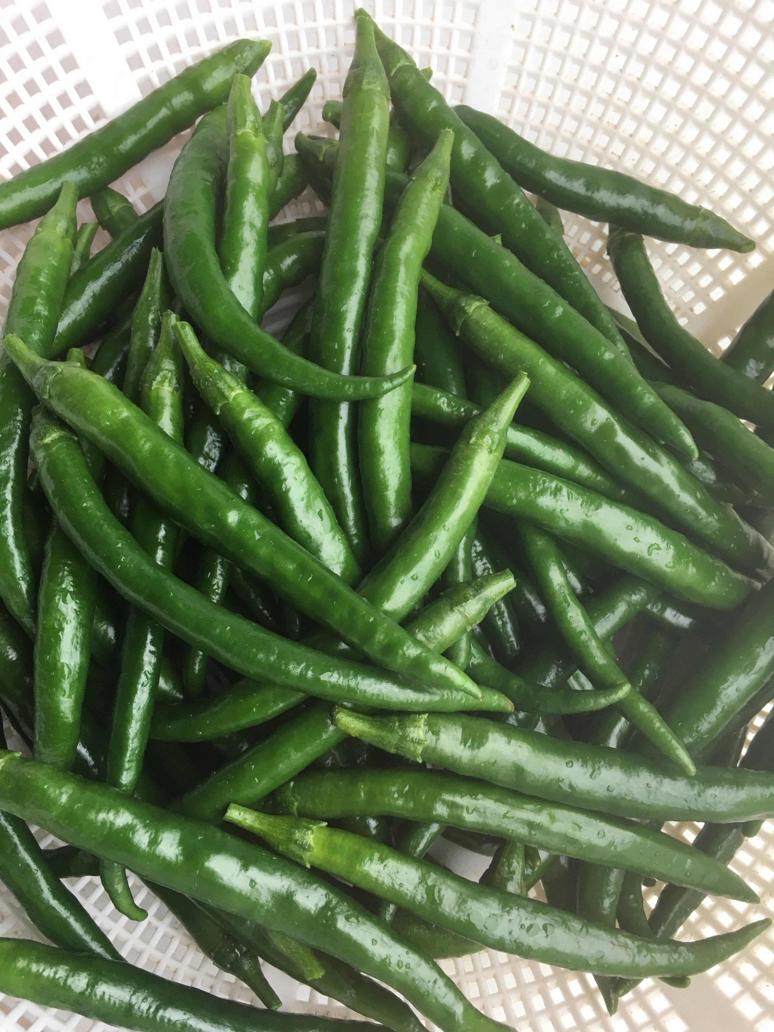 ホットパラソルEX 青唐辛子 フレッシュ 1㎏ 自然の力(腐植栽培)で育て