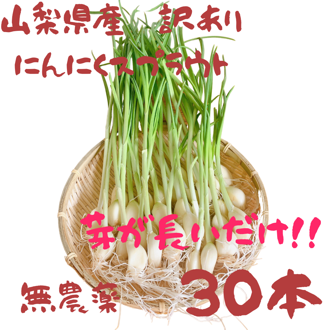 訳あり品！芽が長いだけ！ホクホクな食感がクセになる！ 山梨県産
