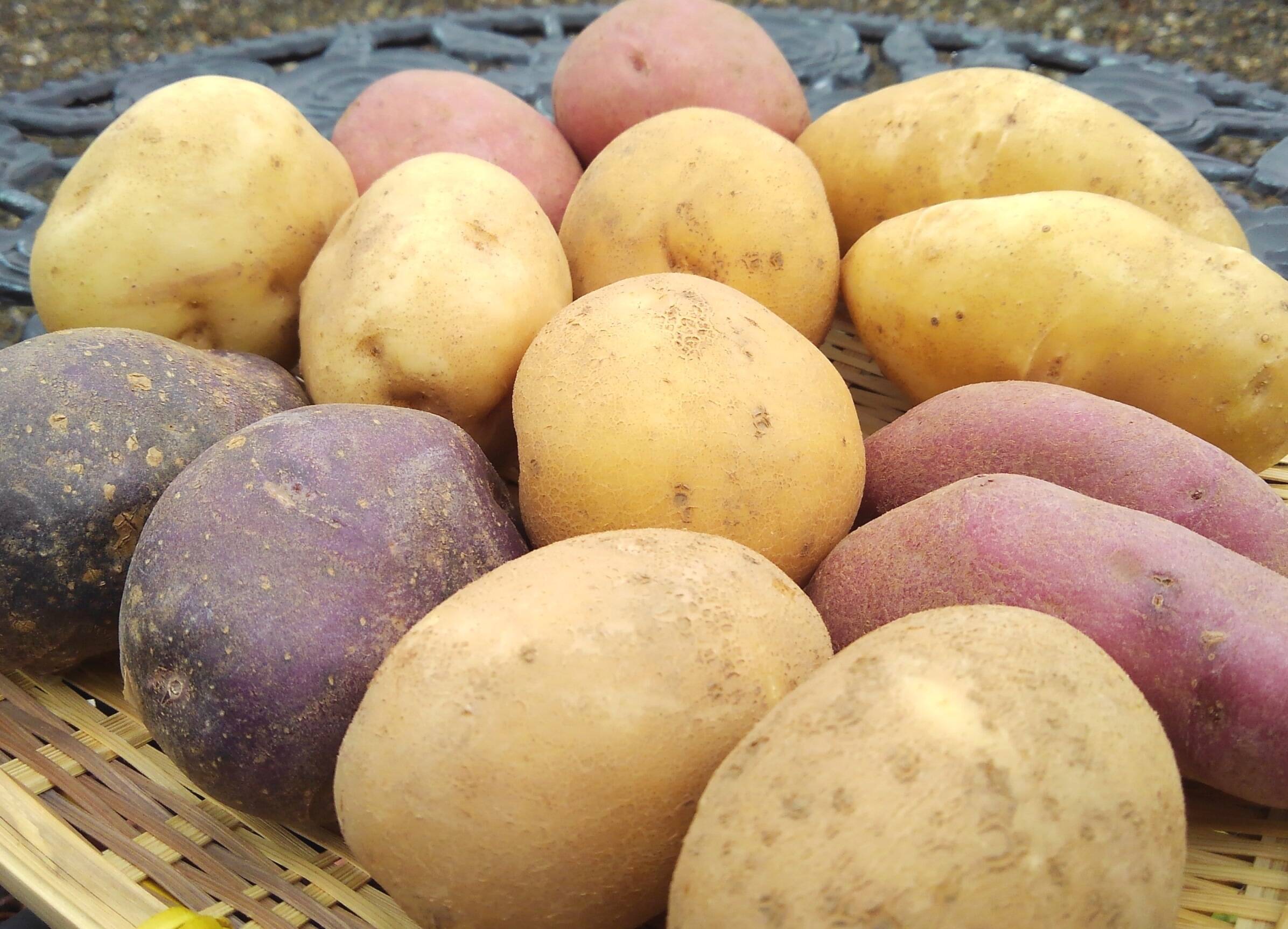 訳あり！＞一手間じゃがいも【20kg】：群馬県産のとうや｜食べ