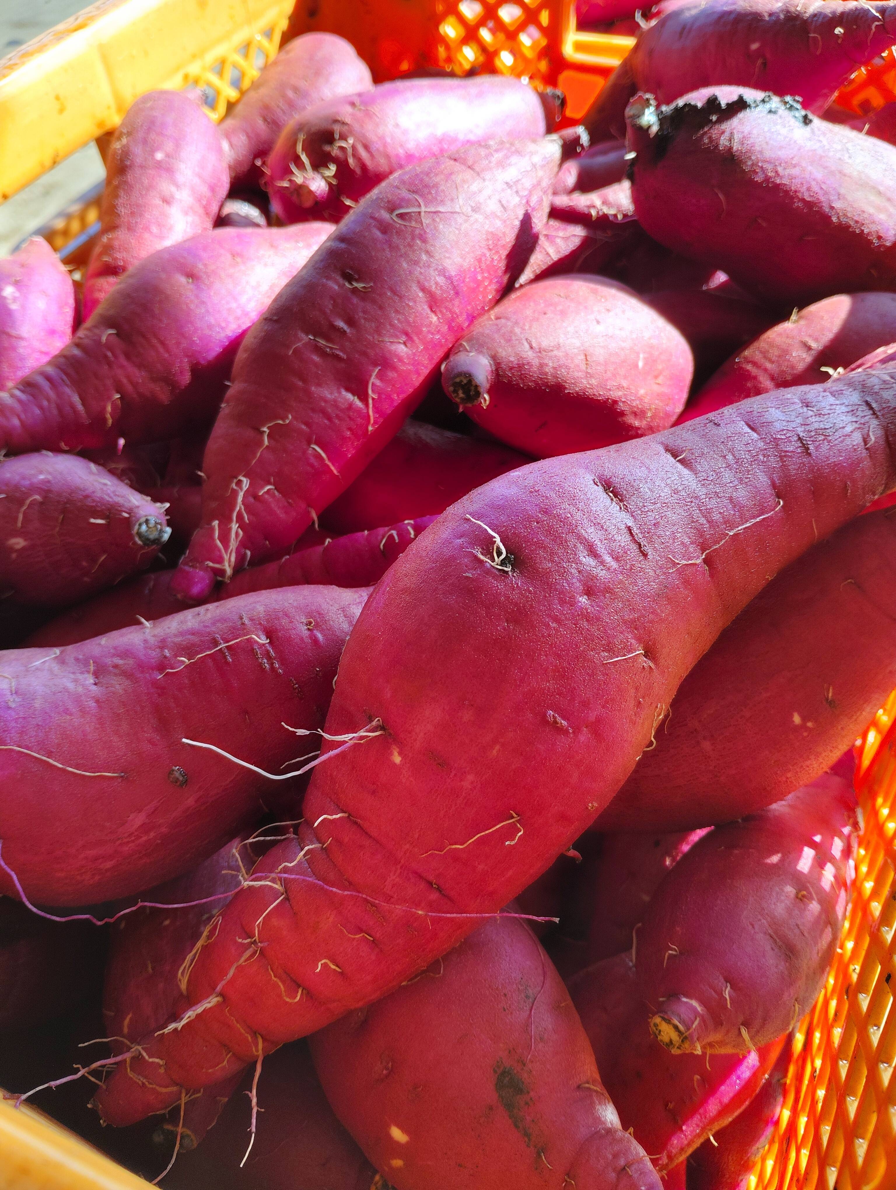 さつまいも べにはるか 紅はるか 13kg：千葉県産のべにはるか｜食べ