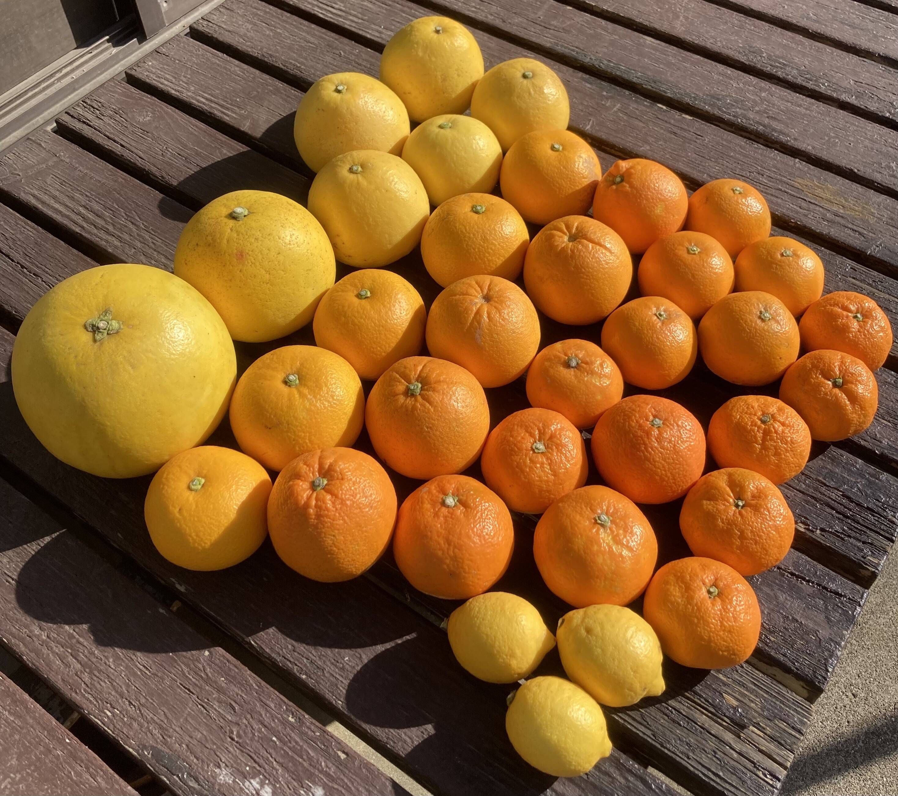 柑橘食べ比べ】晩白柚・チャンドラポメロ・みかん・はっさく・文旦