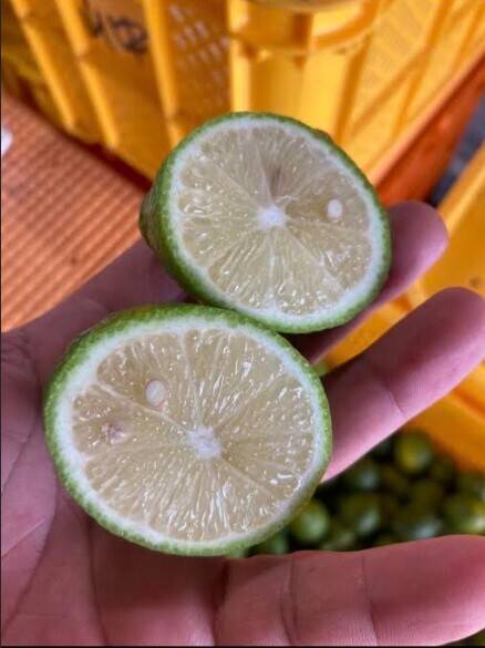 ●寒蘭　高知県四万十市手洗川産（清流）　A-79 高知｜清流四万十の里 十和温泉