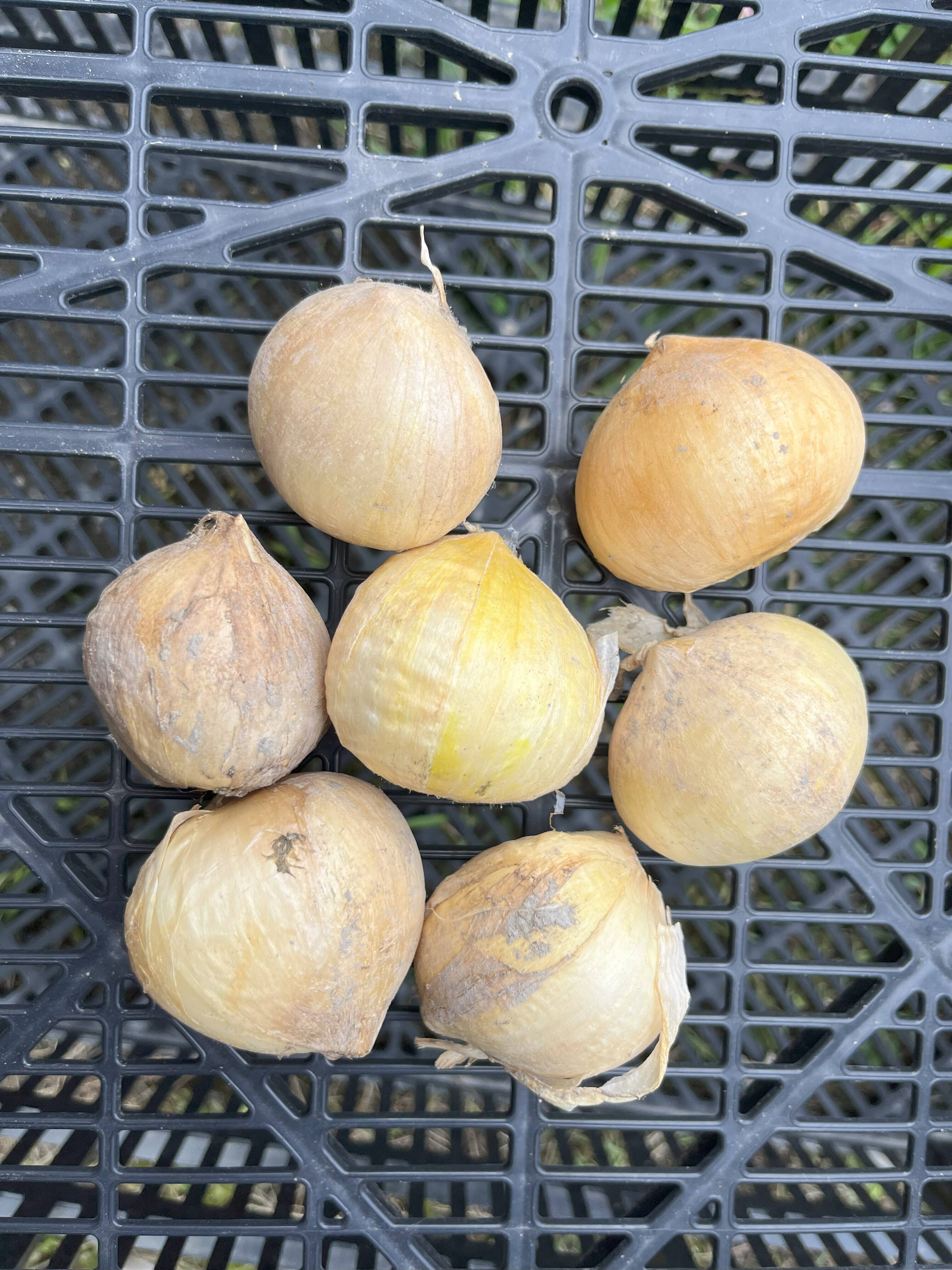 生ジャンボにんにく·大中小バラ10キロ 生ジャンボにんにく·大中小バラ10キロ