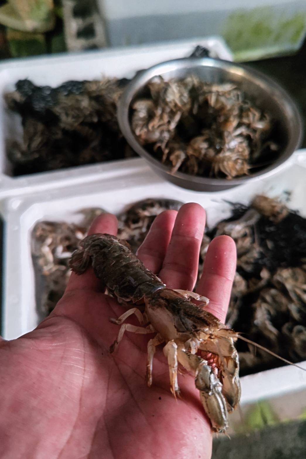 熊本県有明海産！アナジャコ（マジャク）販売中！】🦐｜食べチョク