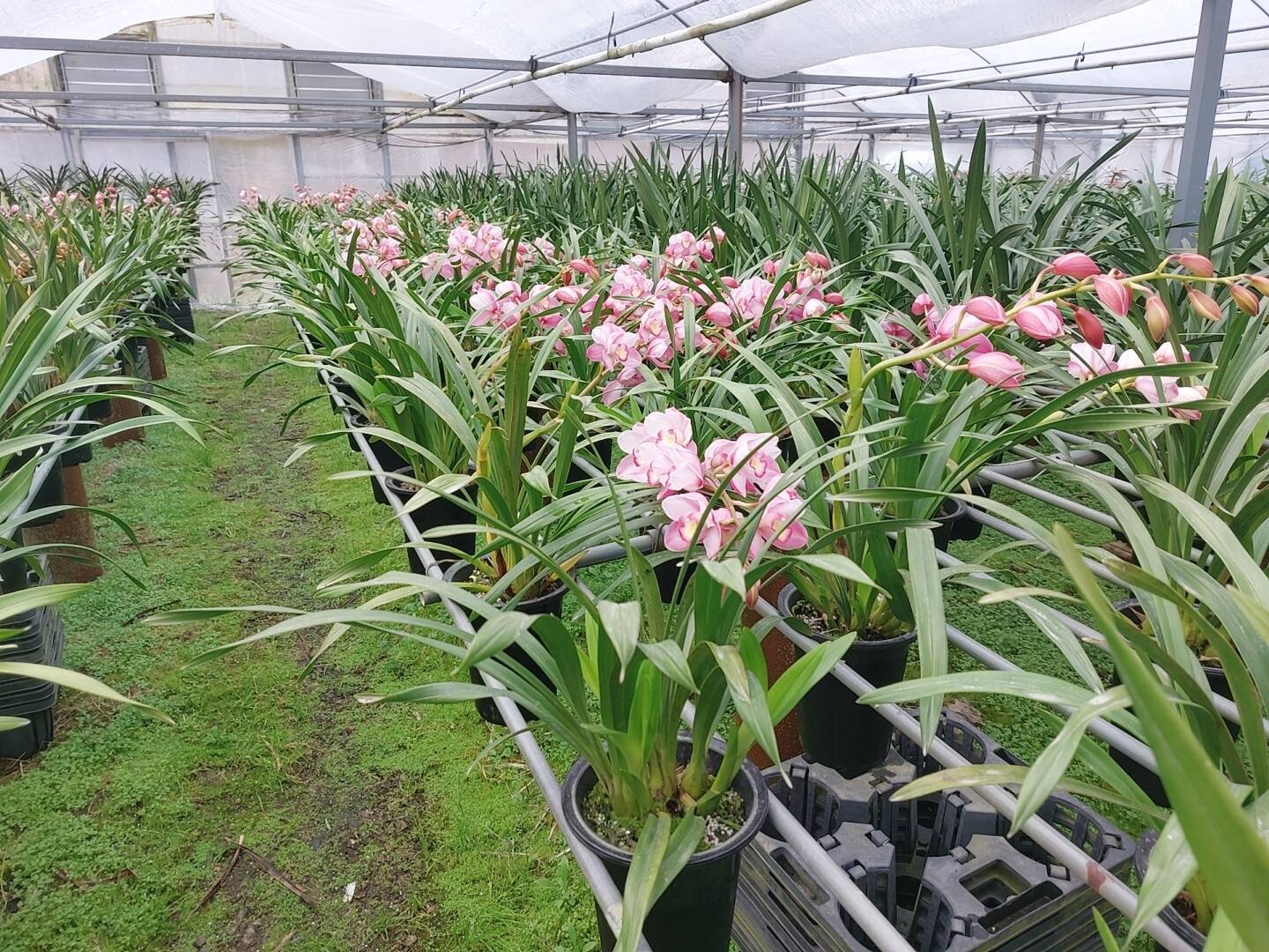 シンビジウムの切り花｜食べチョク｜産地直送(産直)お取り寄せ通販