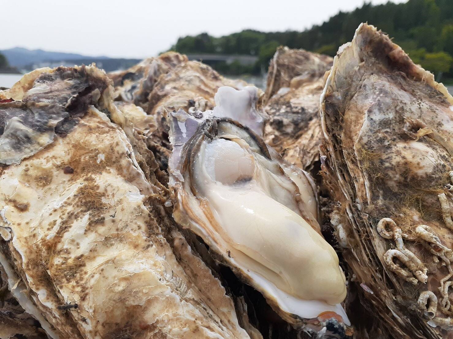 南三陸志津川湾より　漁師直送　真牡蠣Lサイズ40個＋牡蠣ナイフ、軍手付き！