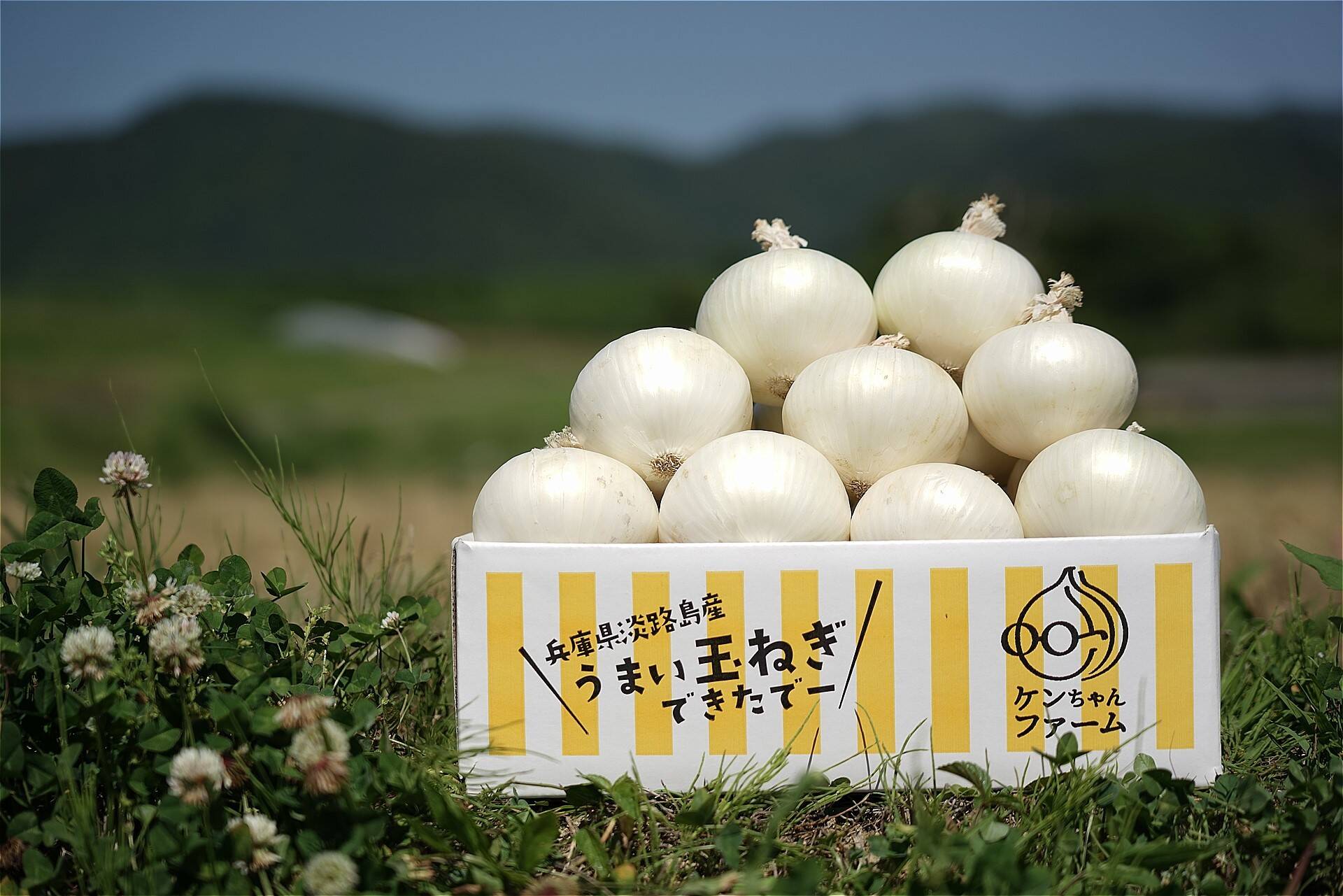ききちゃん様専用 白子筍 4キロ クール 野菜