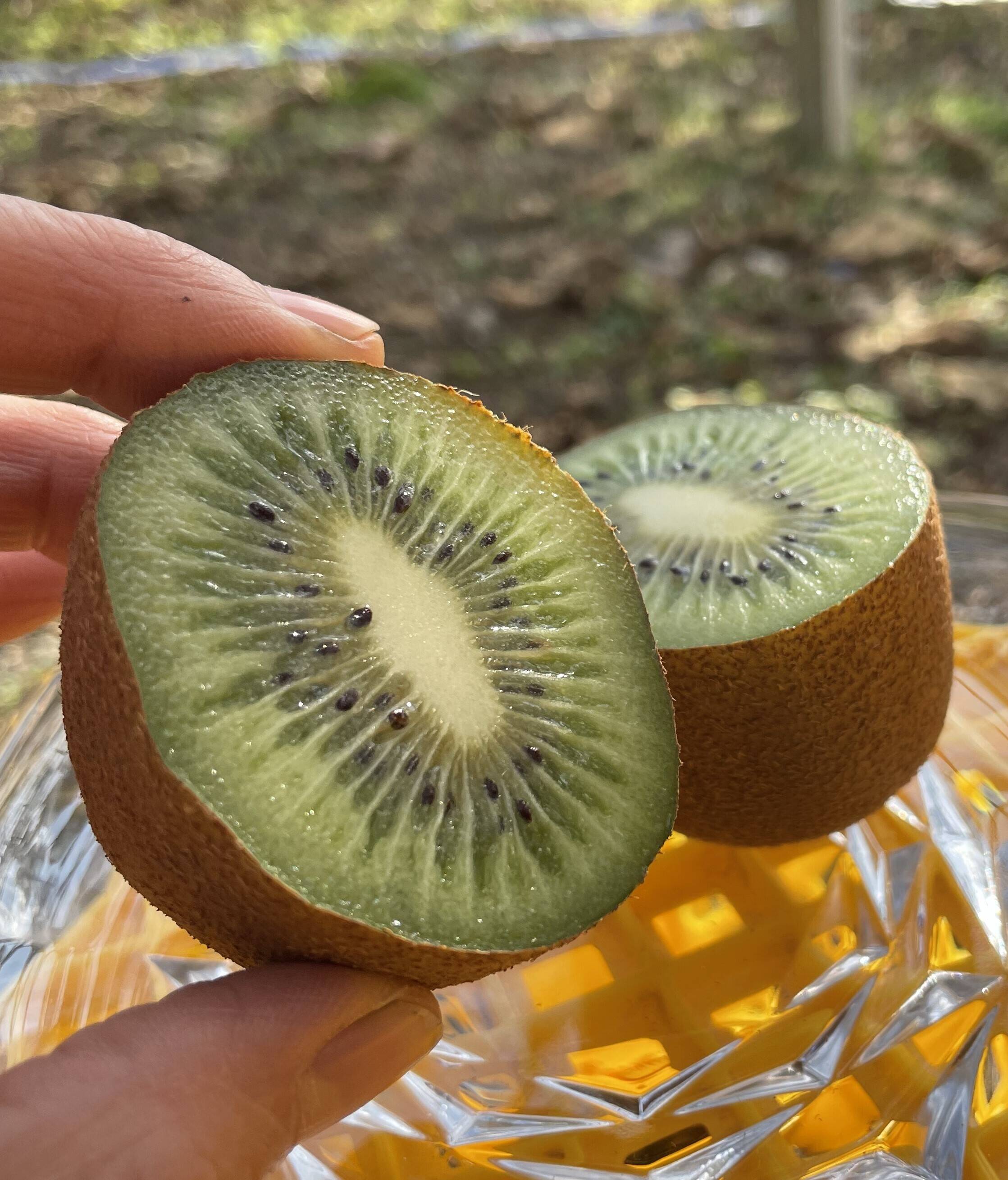 キウイ10様 ゼスプリ ニュージーランド ”サンゴールドキウイ” 10玉 約1kg