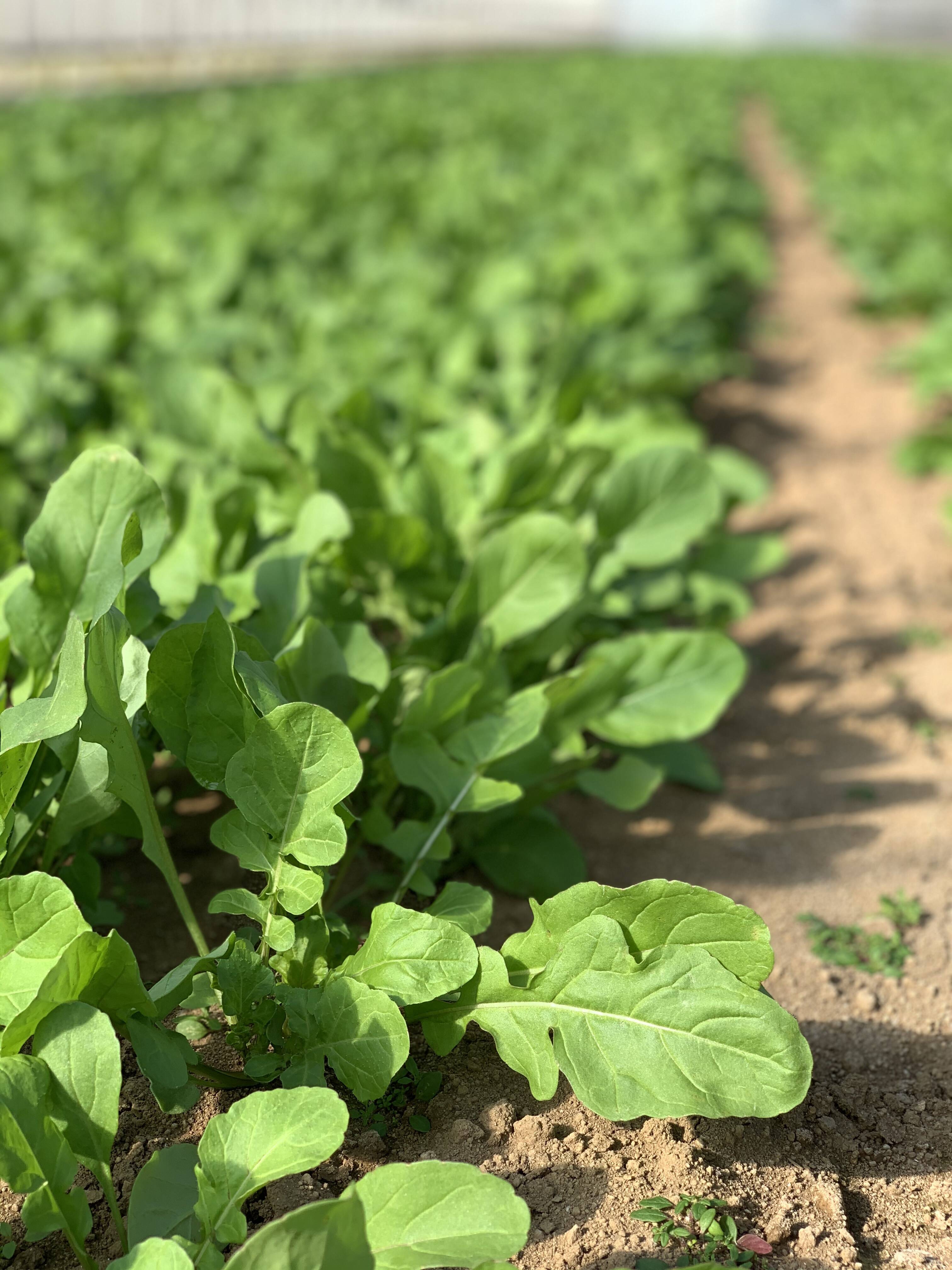 ルッコラ(ロケット)[1kg]突き抜ける香と刺激的な辛み‼︎本家セルバチカ