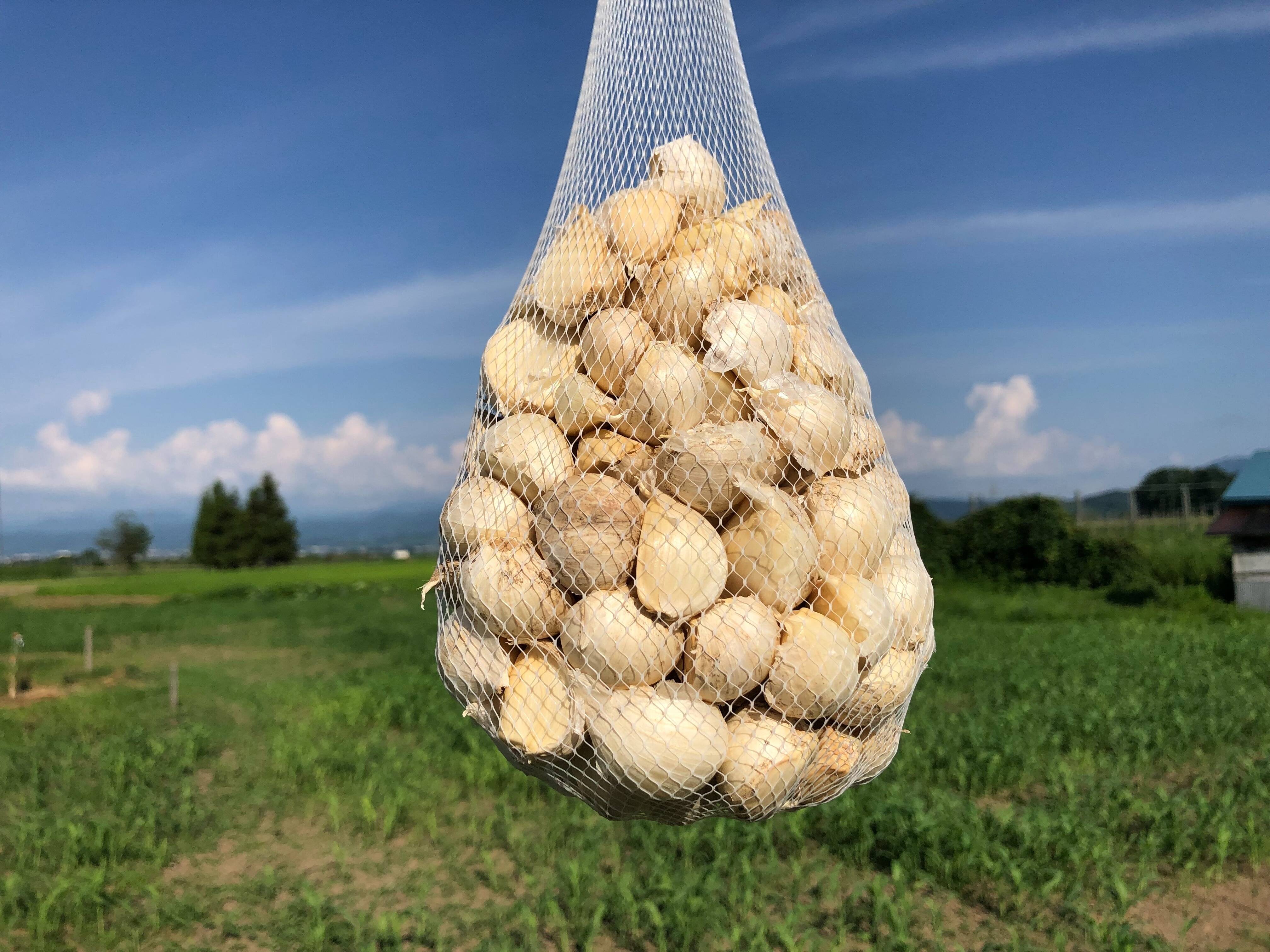 毎年２万箱売れてます！】令和５年産 500g!! 青森県産にんにく 最高級