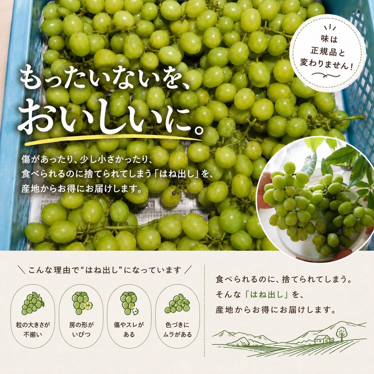 山梨県産／パリッと食感！訳ありシャインマスカット ご家庭用1Kg【限定