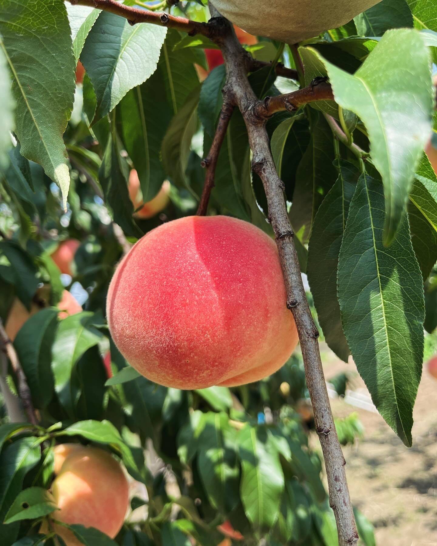 もぎたて桃☆長野県産 川中島白鳳 9～15個☆良品❣️農家直送