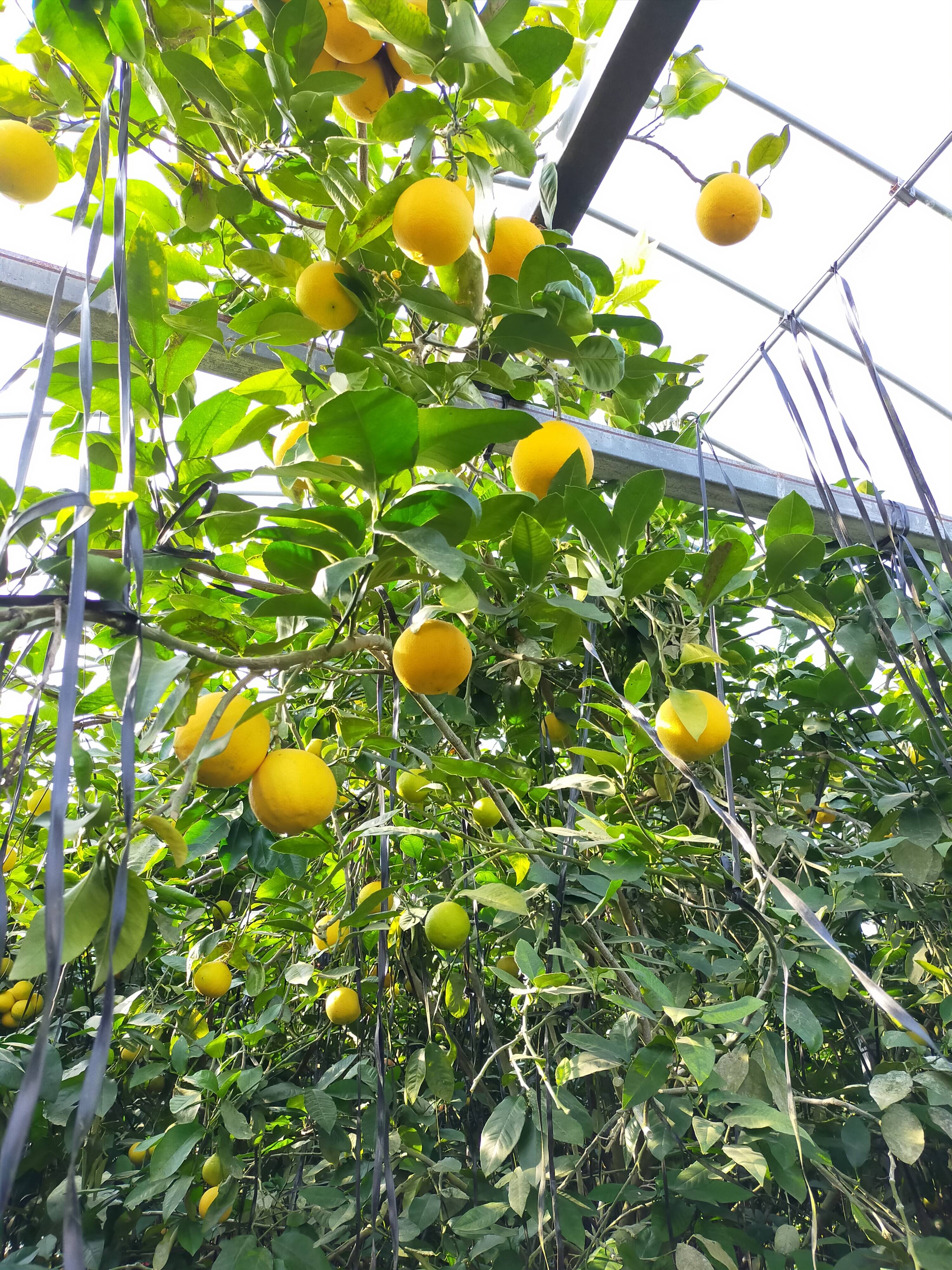 愛知県産】心奪われる香り 温室ベルガモット（果皮黄色） ご自宅用 4.5