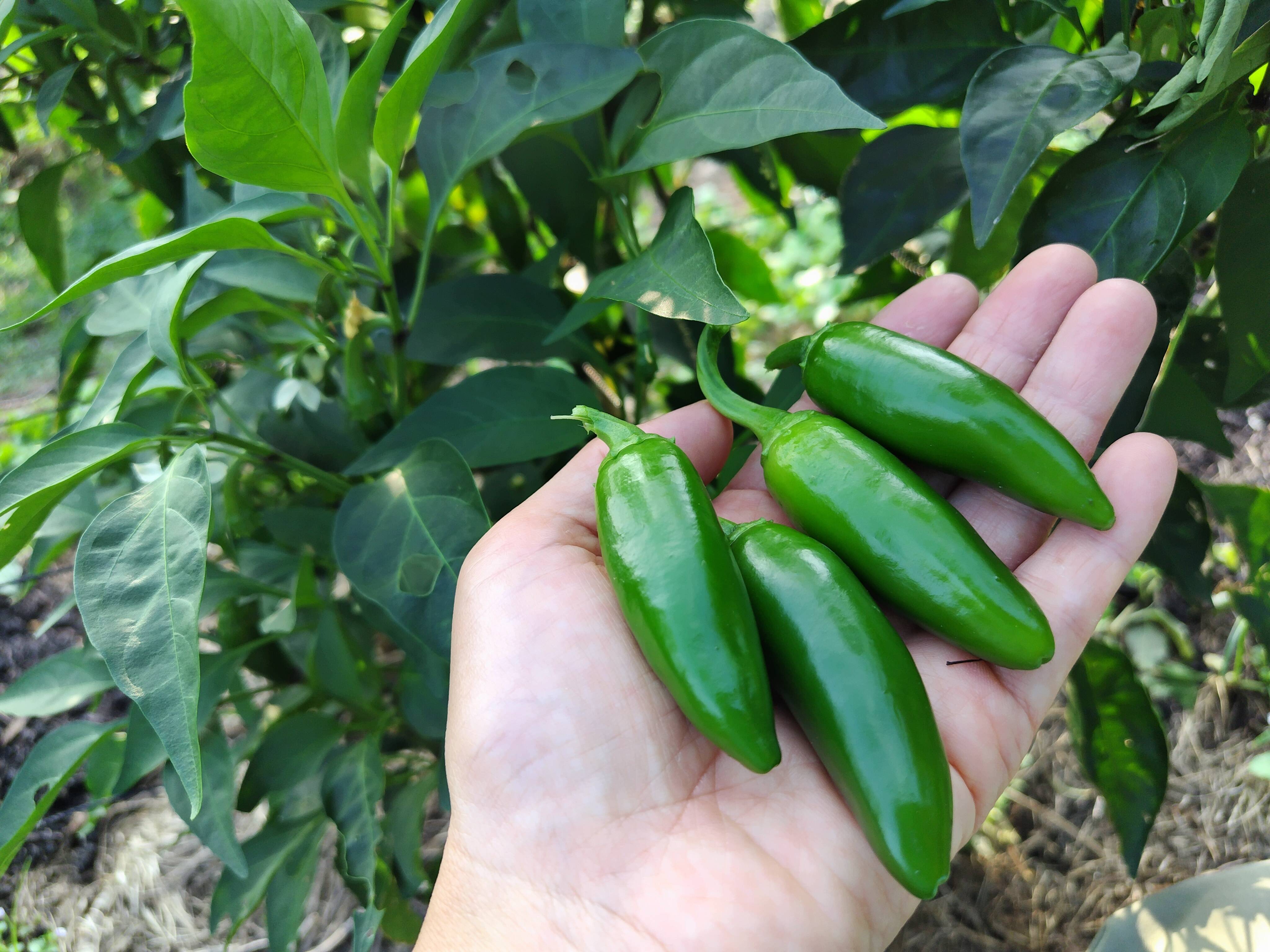 栽培期間中農薬不使用』ピリ辛！生ハラペーニョ 500g：鹿児島県産の