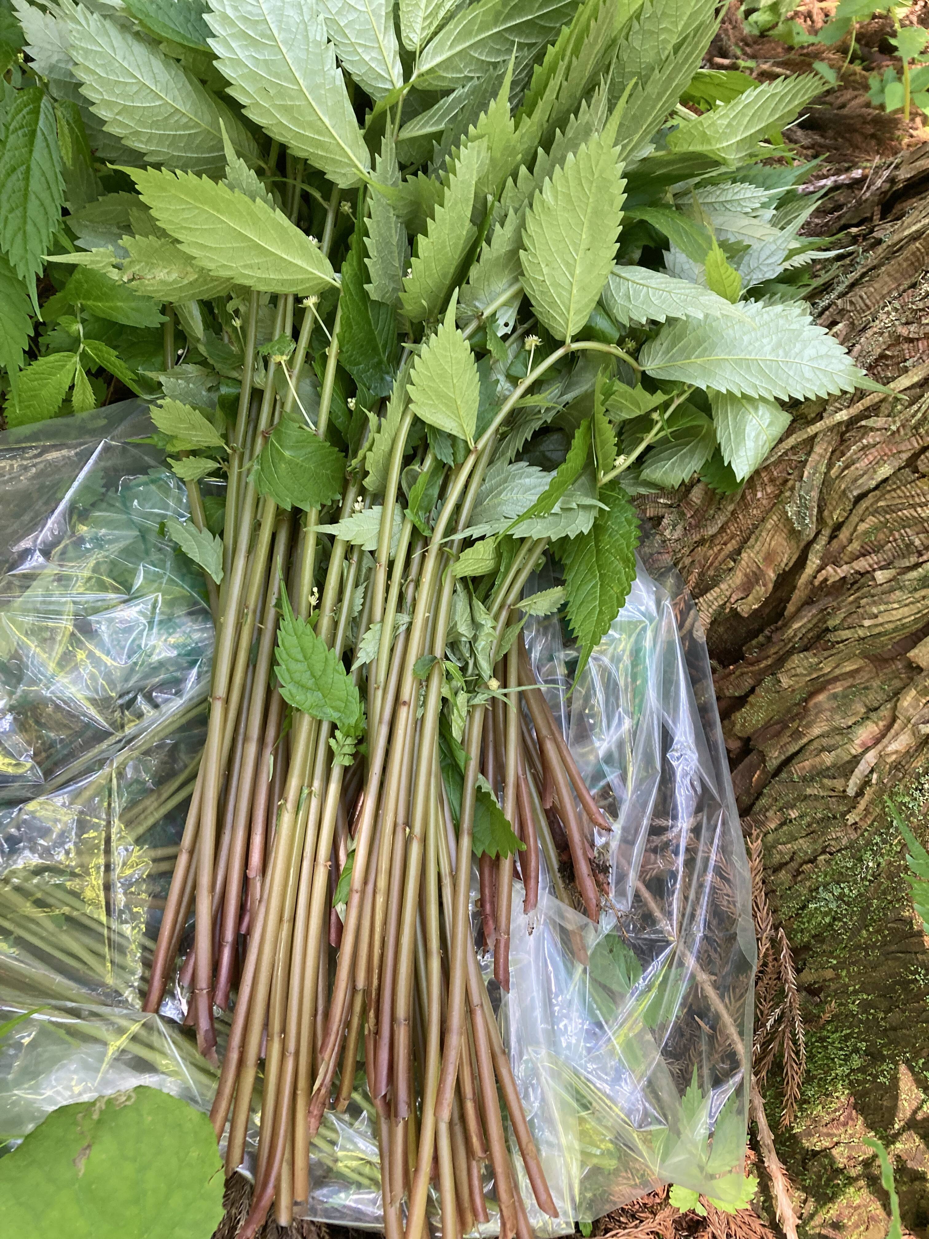 天然美味夏山菜】赤ミズ 岩手県産：岩手県産の野菜｜食べチョク｜産地