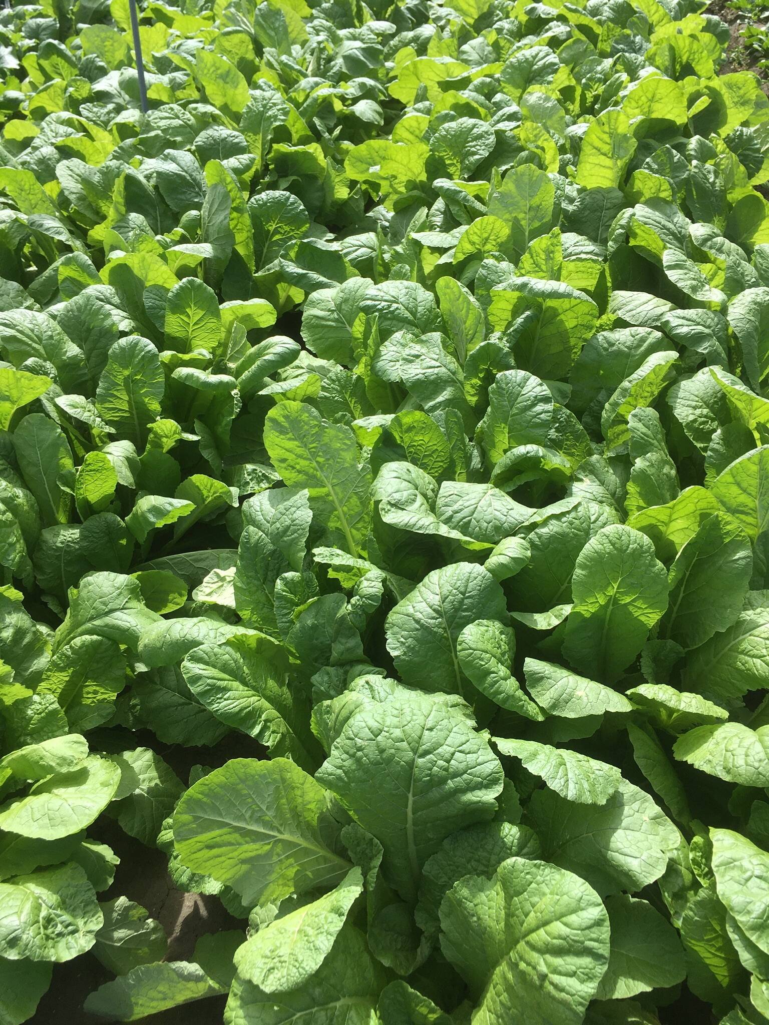 生の野沢菜 1kgほど：長野県産の野菜｜食べチョク｜産地直送(産直)お取り寄せ通販 - 農家・漁師から旬の食材を直送