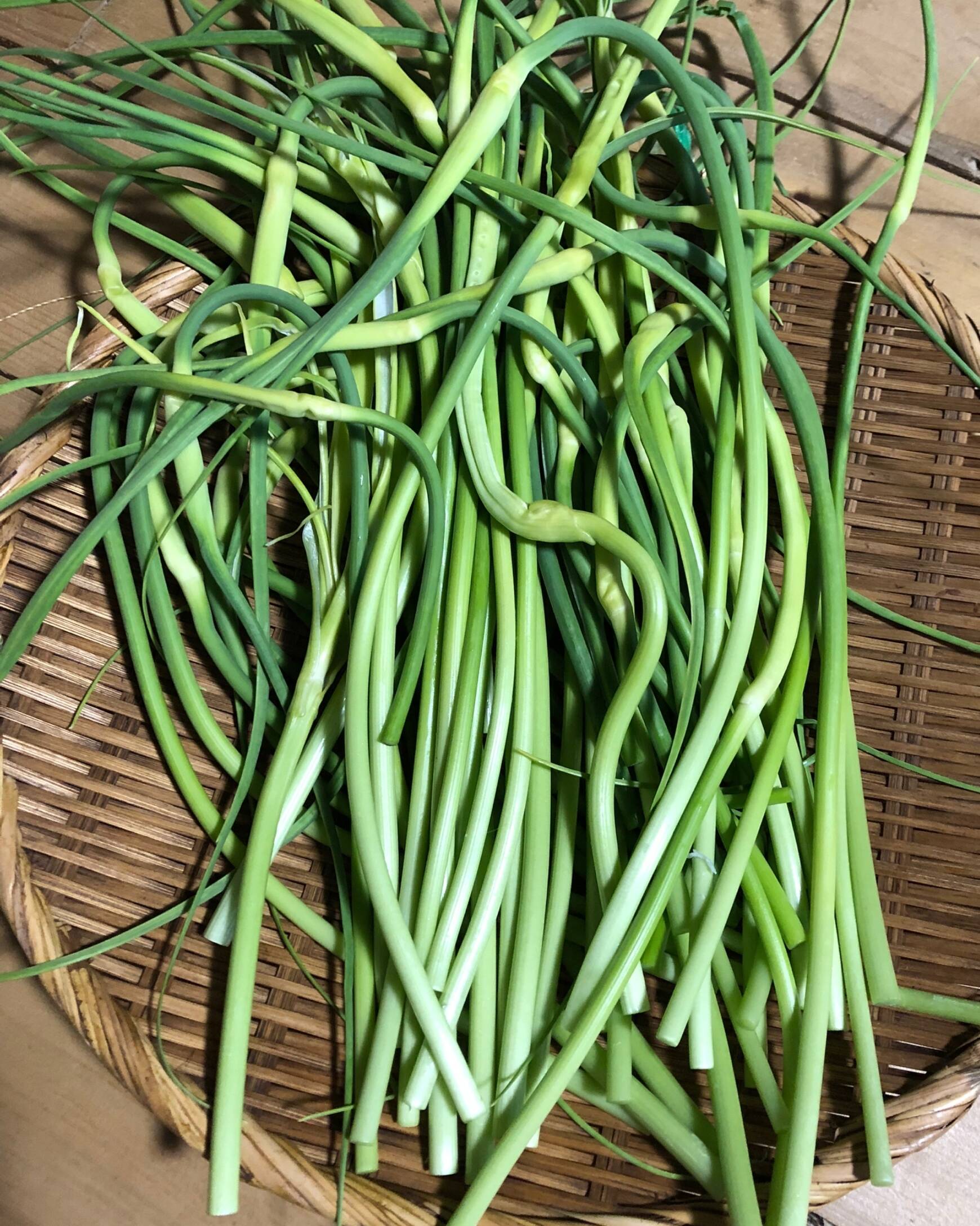 産地直送のふきのとう（野菜＞山菜）の一覧|【公式】産直アウル