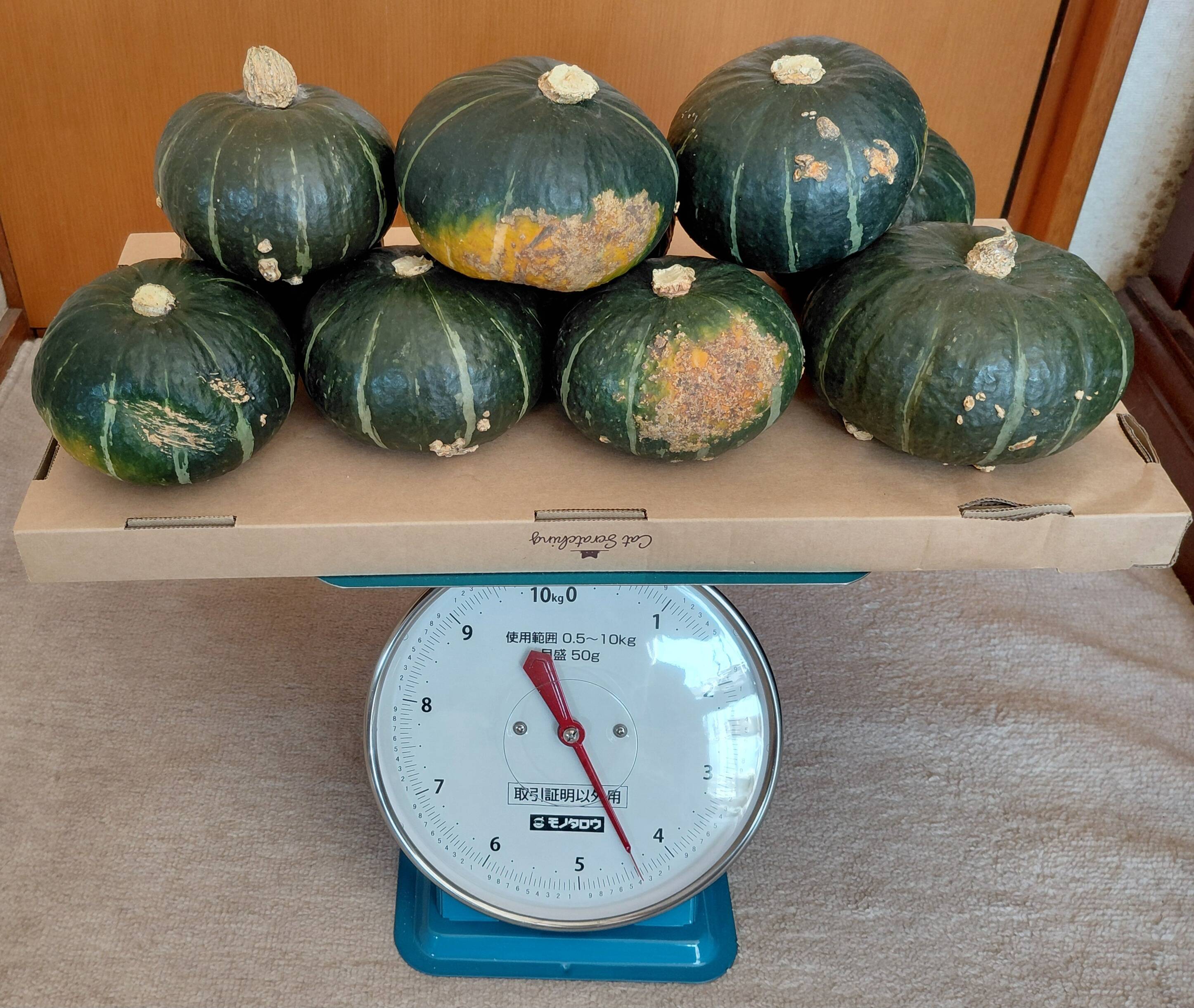 キズあり】北海道産ほくほくのミニカボチャ。4.5kg前後（10個前後