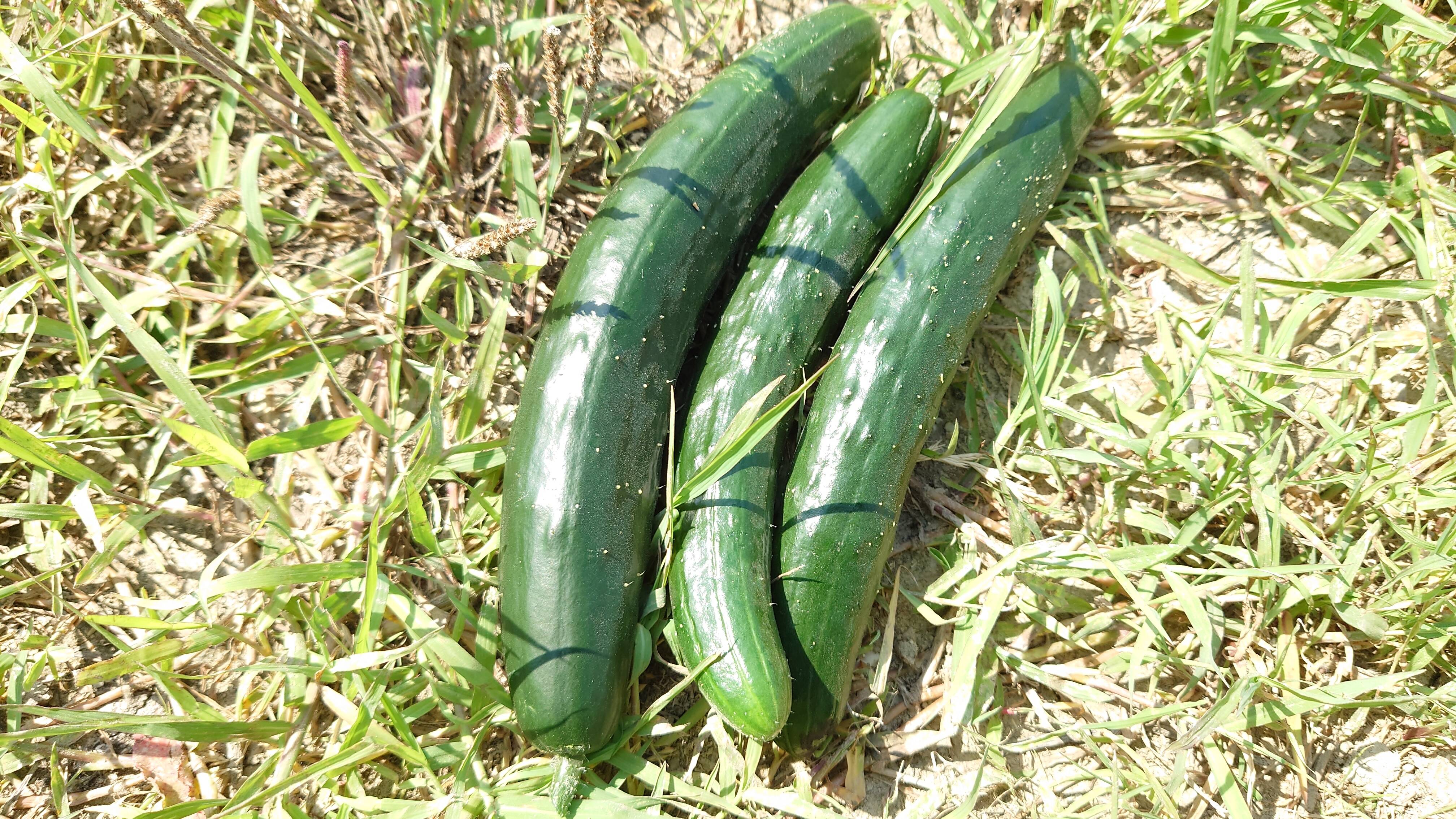 オーガニックきゅうり☆たっぷり2kg：愛知県産の野菜｜食べ