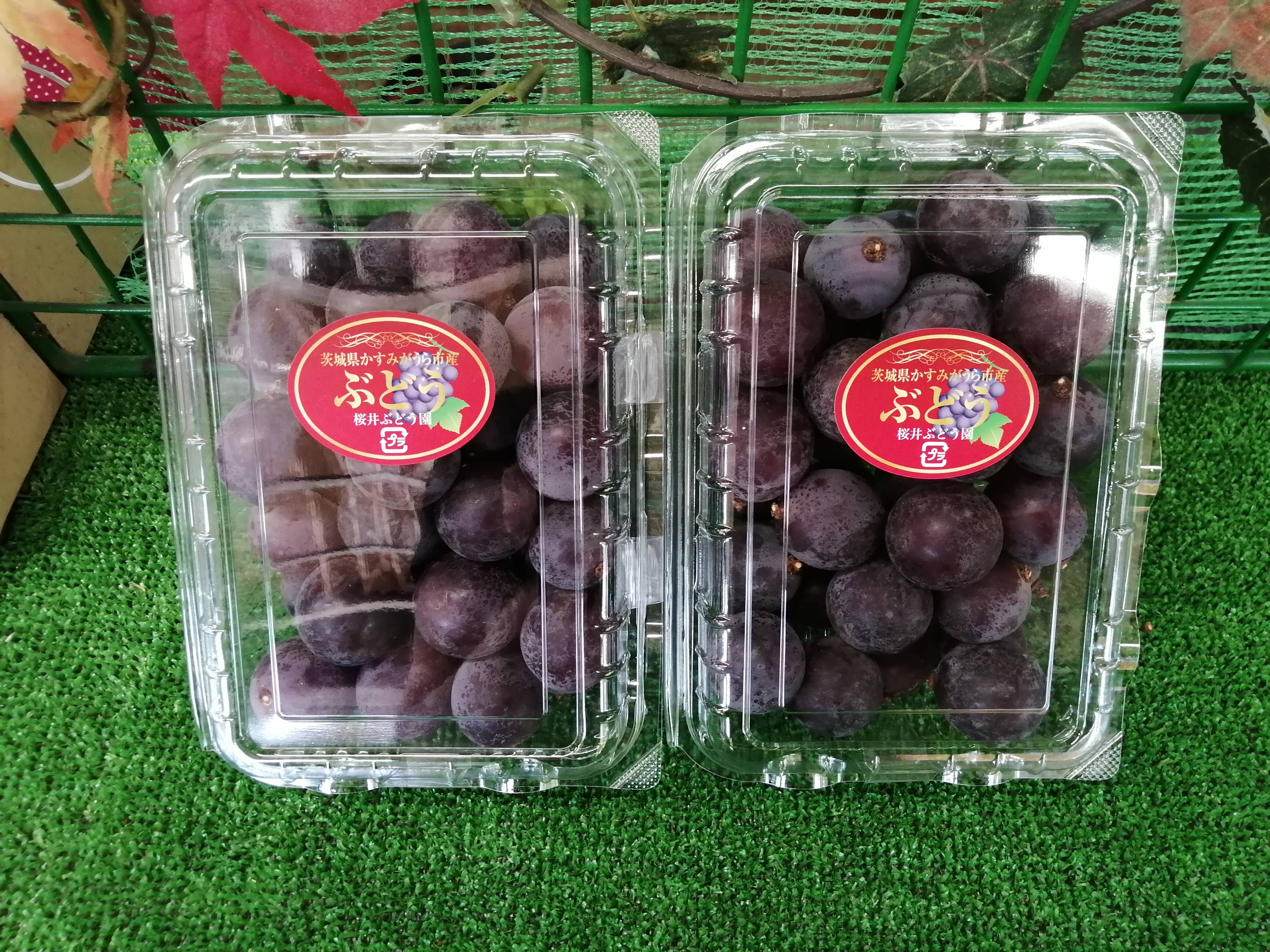 【八朔】巨峰の粒　箱込1kg弱 🉐天候被害訳アリ・ご家庭用向き🉐 🌿🍇🌿 巨峰の粒ﾊﾟｯｸ