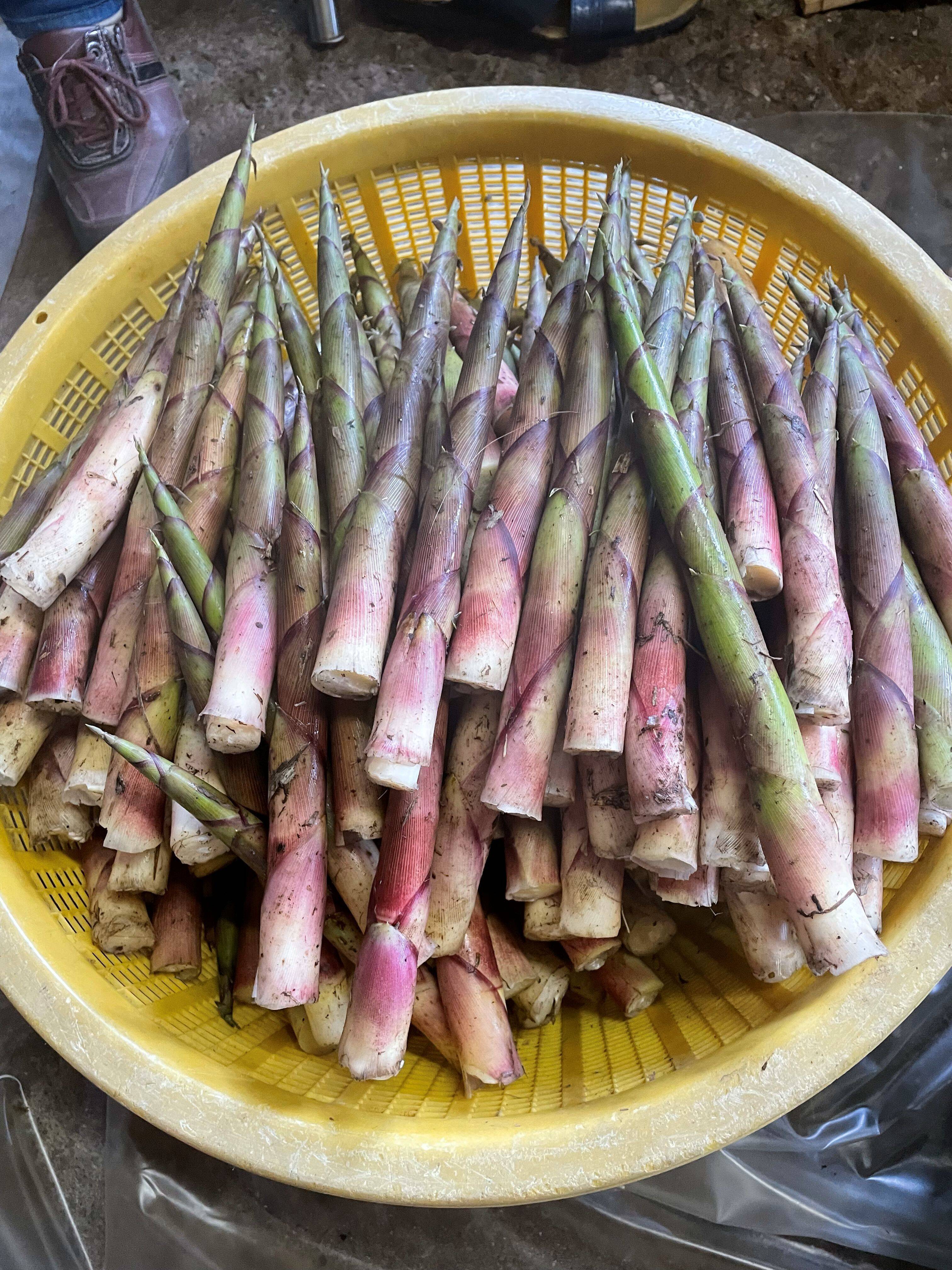 やわらかい食感！月山山麓大地の恵み！ 天然月山筍 1.5kg：山形県