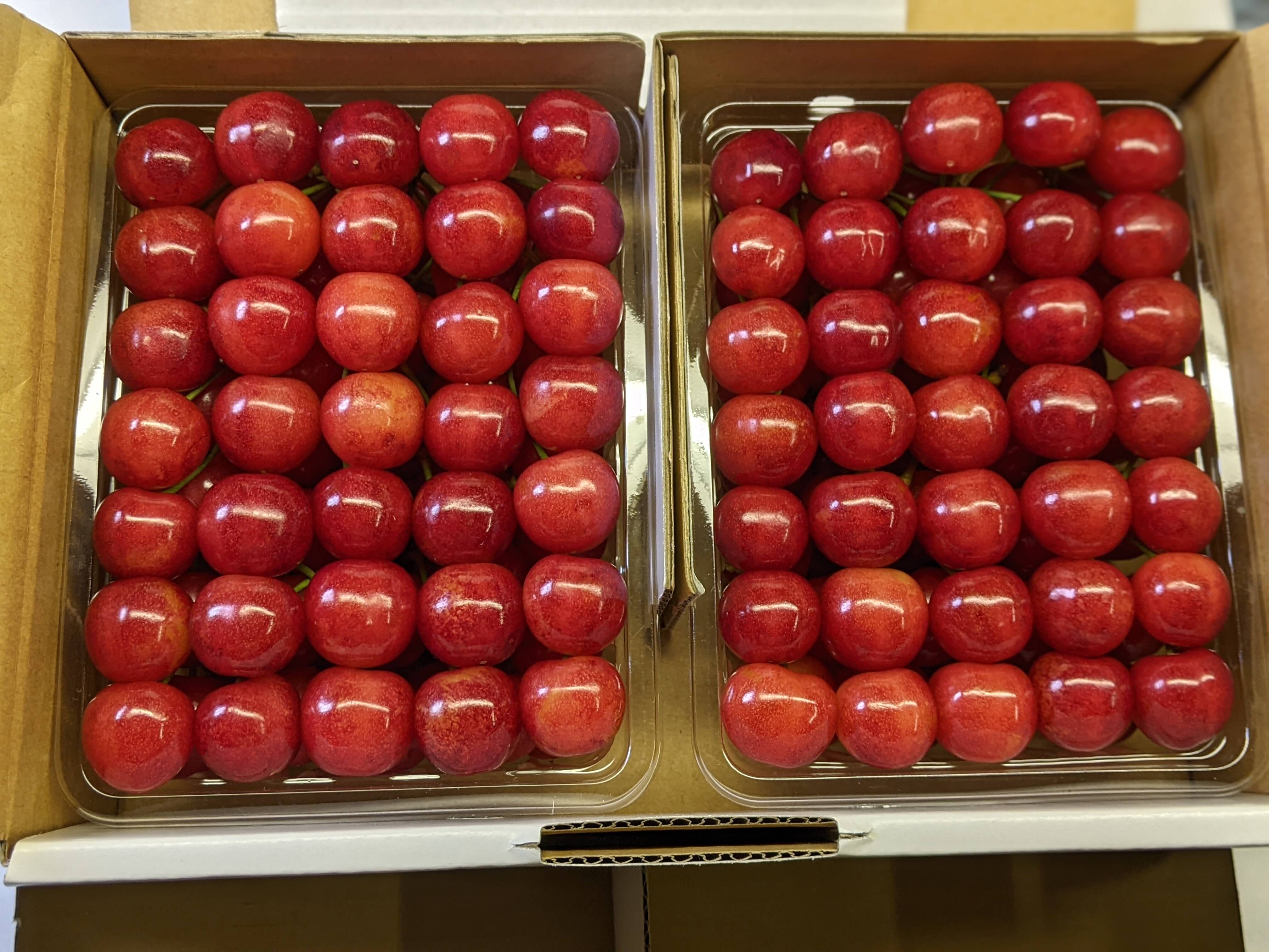のんのん 山形県産 佐藤錦 1キロ 角パック さくらんぼ佐藤錦角パック1.2kg：山形県産の佐藤錦｜食べチョク
