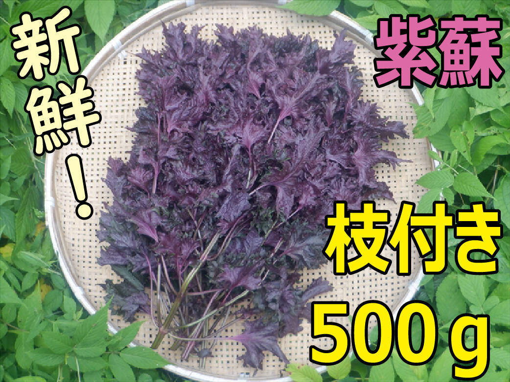赤紫蘇 赤しそ 紫蘇（枝付き500g） 自然栽培！：鳥取県産の野菜