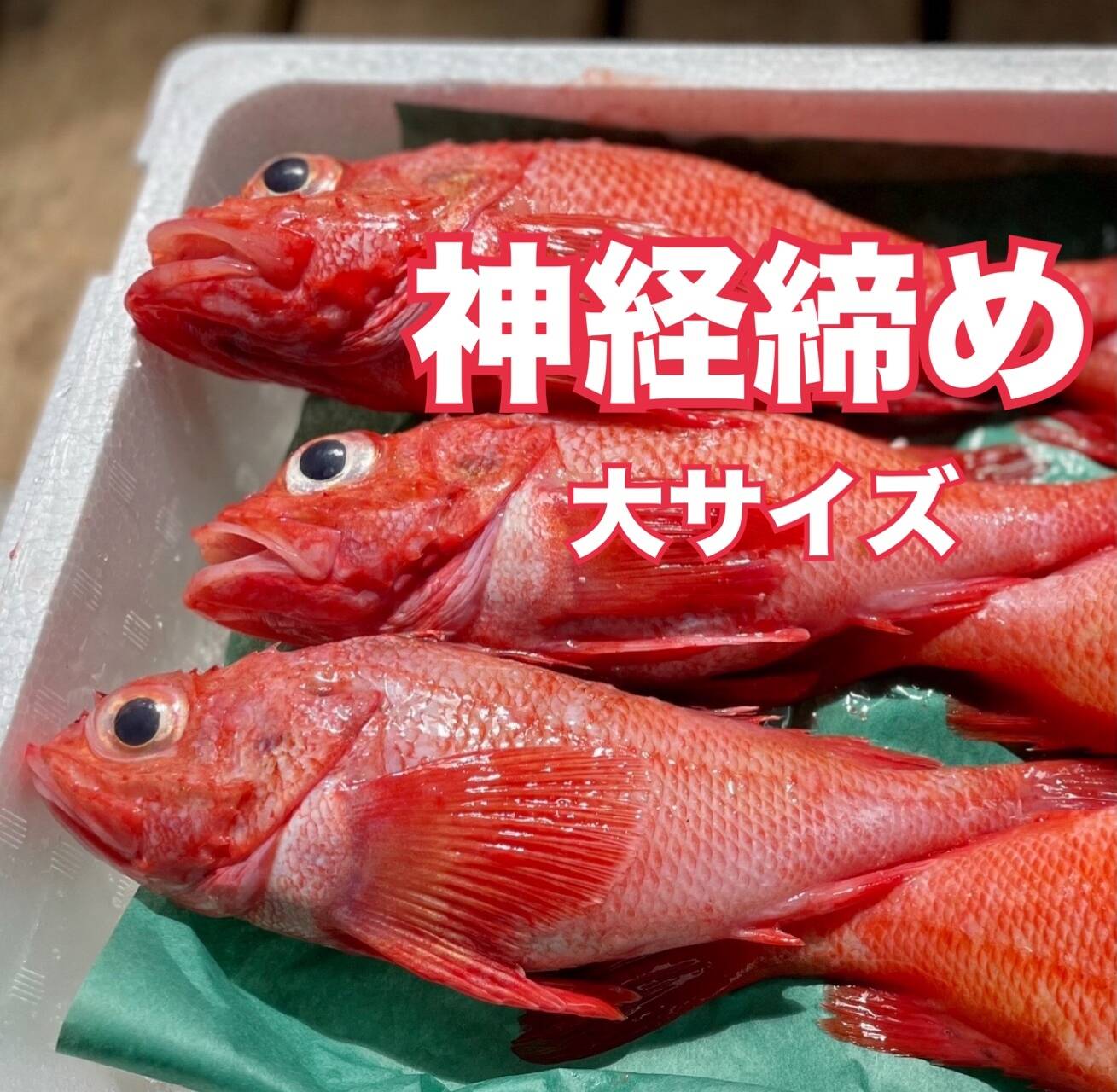 知床らうす直送】キンキ 大サイズ船上活締め 朝どれ 1kg3尾