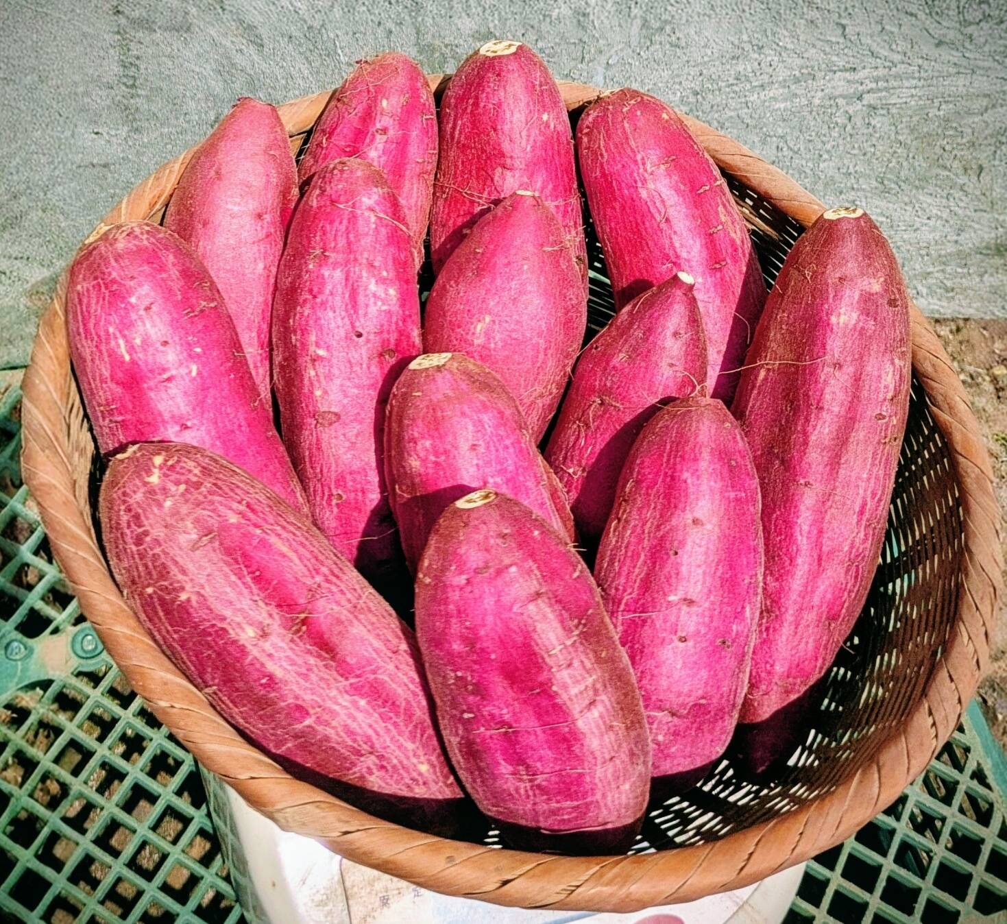 シルクスイート（S～Lサイズ）10kg：大分県産のシルクスイート｜食べ