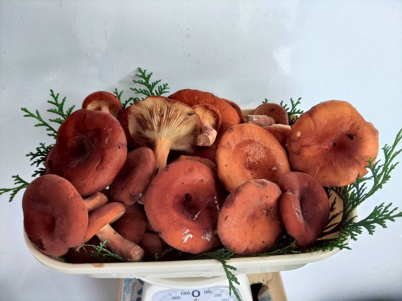 e9f7c2b5c23026c85840ed860d2785