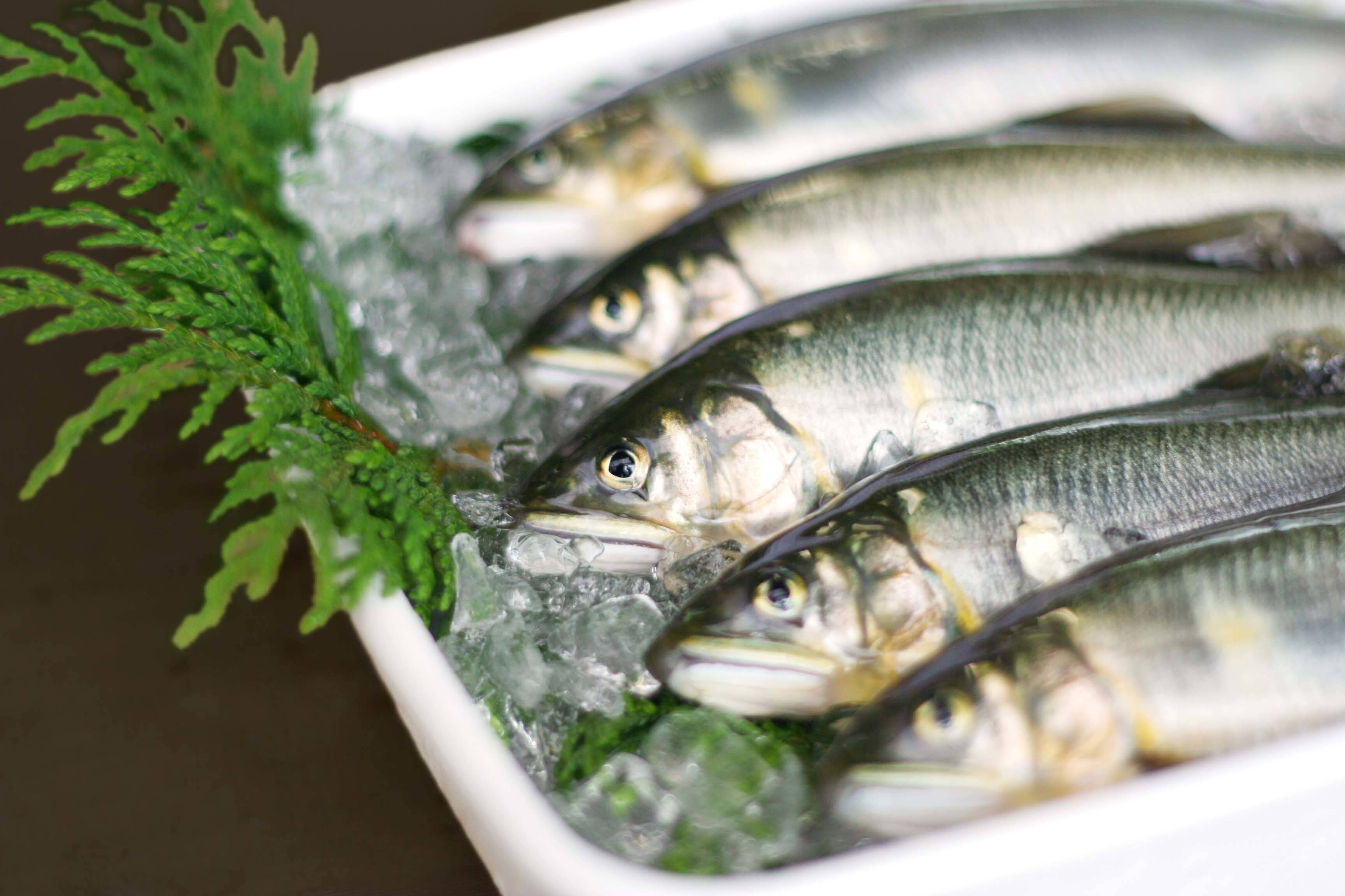 季節限定】【夏ギフト】生鮎 1Kg 湧水育ち 鮎 天然仕立て バーベキュー