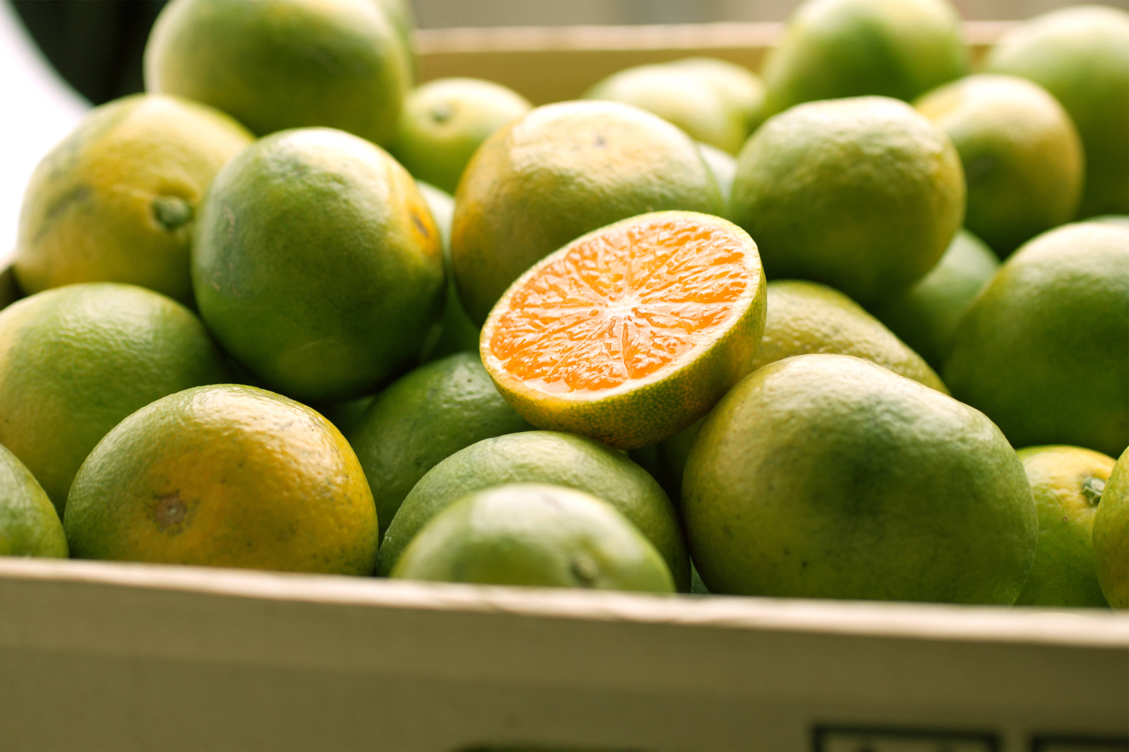 みかんリクエスト 1点 まとめ商品 ea61ed22b83253a4a34db598c50439