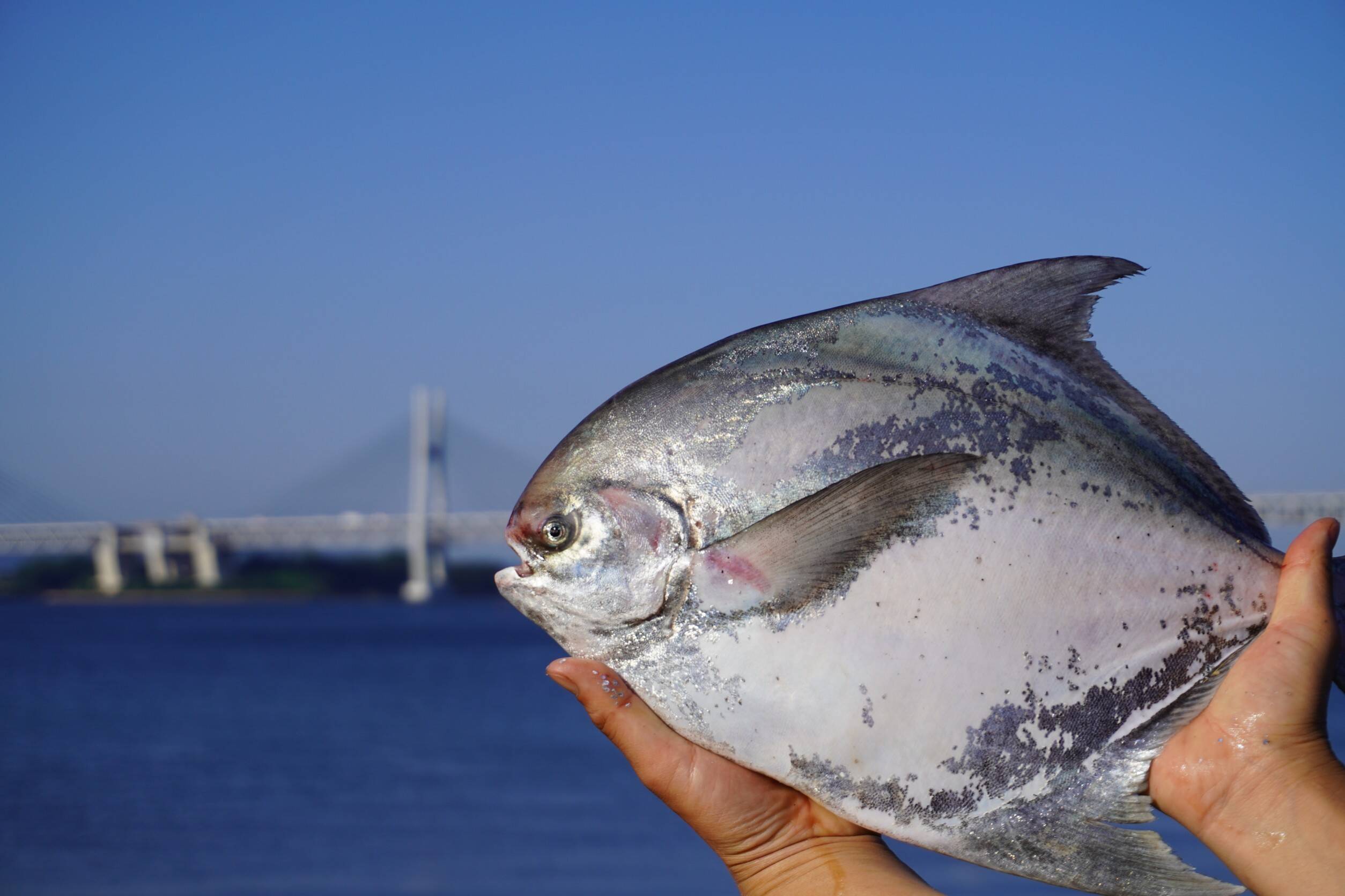 旬をガブッと 最高級魚 マナガツオ １匹 中 香川県産 食べチョク 農家 漁師の産直ネット通販 旬の食材を生産者直送