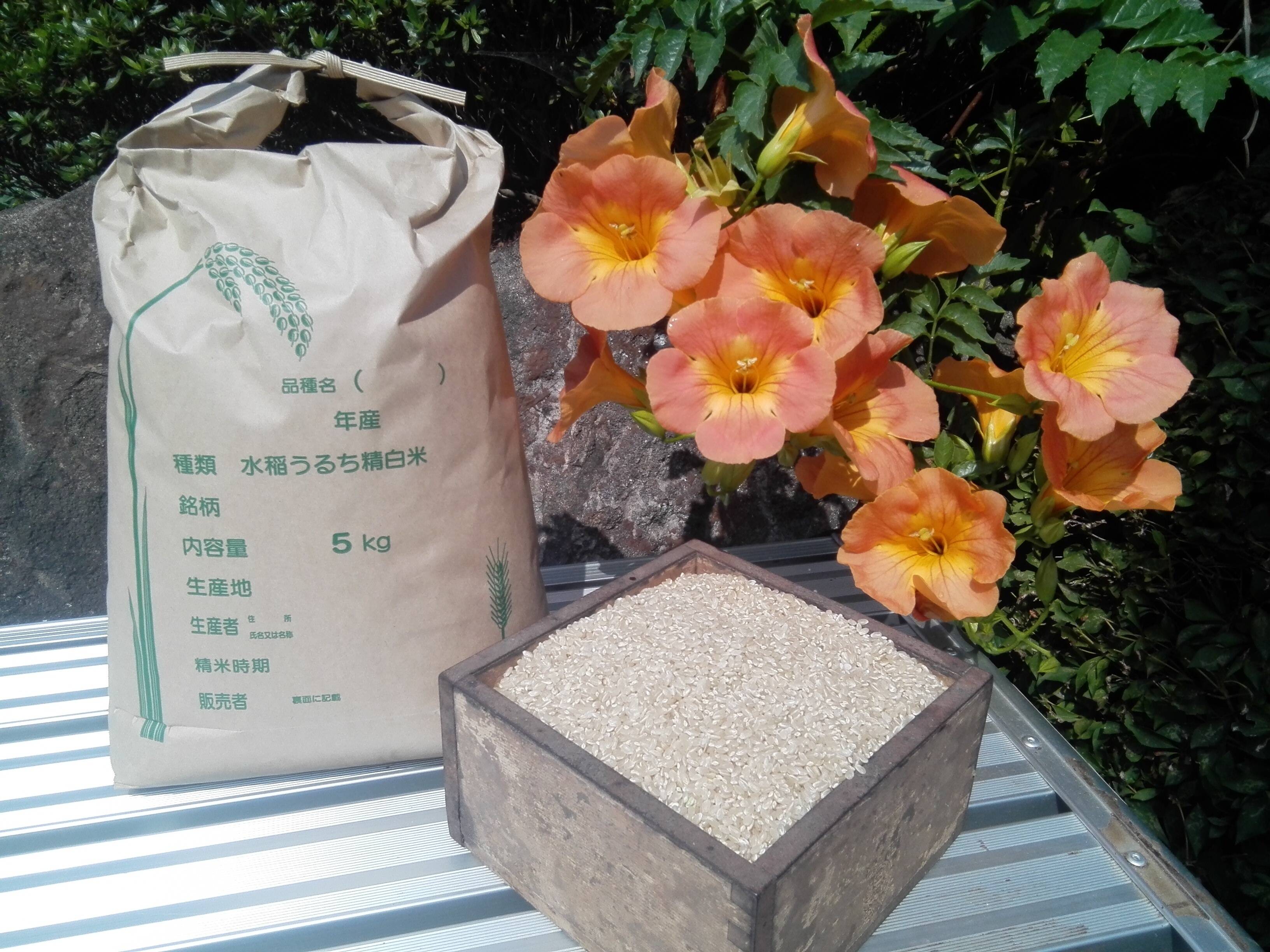 令和6年新米】あきたこまち【玄米約20㎏】栄養たっぷり❗️茨城