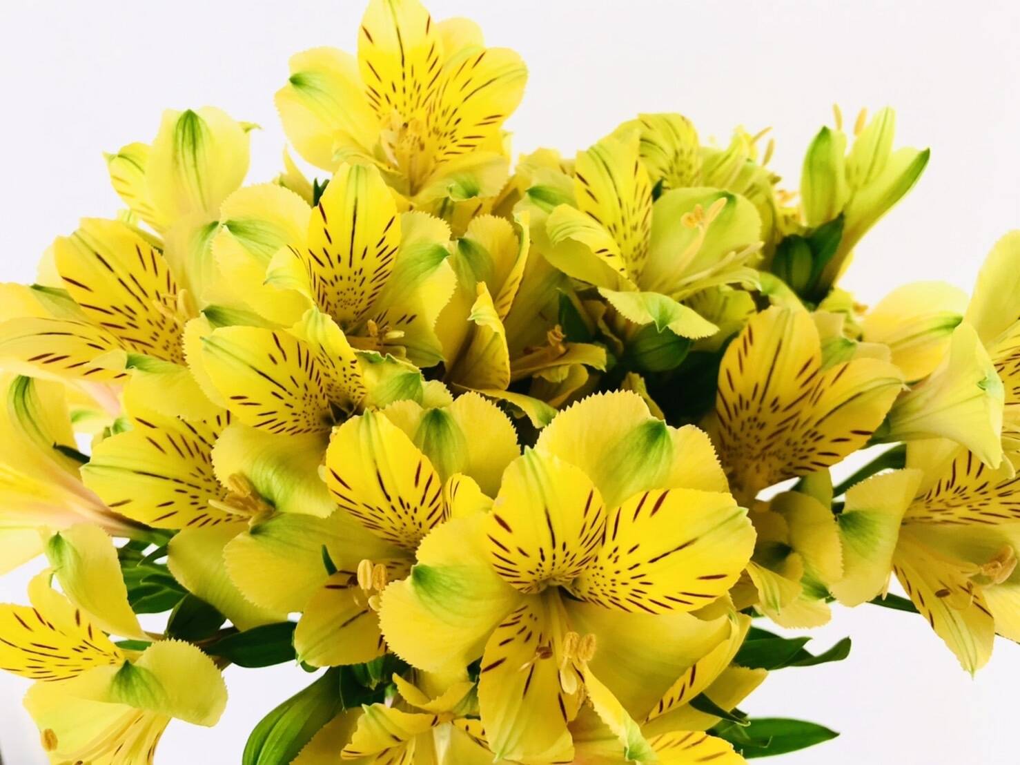 アルストロメリアの花束 10本 黄色メイン 長野県産の花 植物 食べチョク 産地直送 産直 お取り寄せ通販 農家 漁師から旬の食材を直送