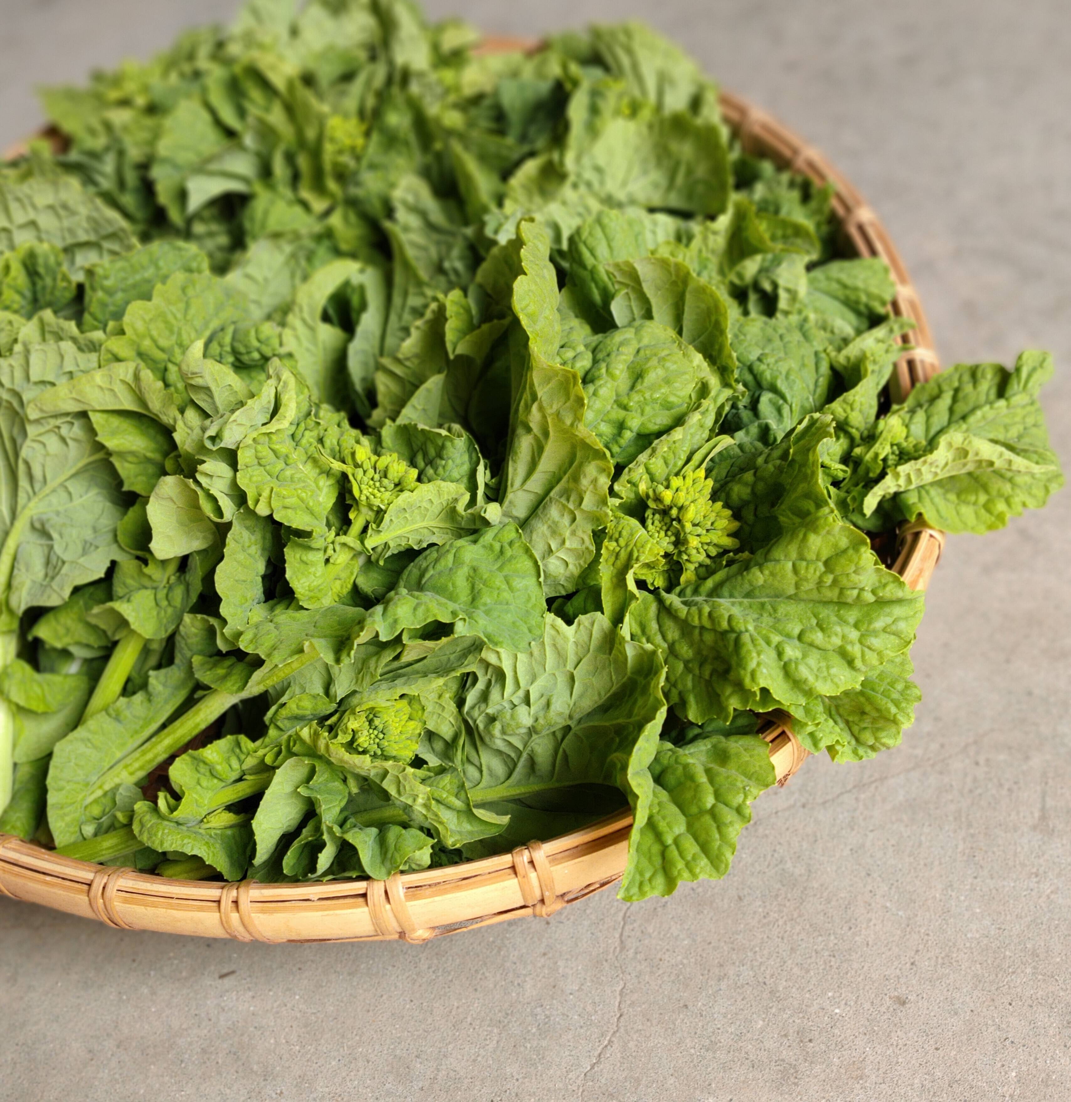 旨味たっぷり濃厚な味わい！貴重な伝統京野菜、畑菜の菜の花！軸まで