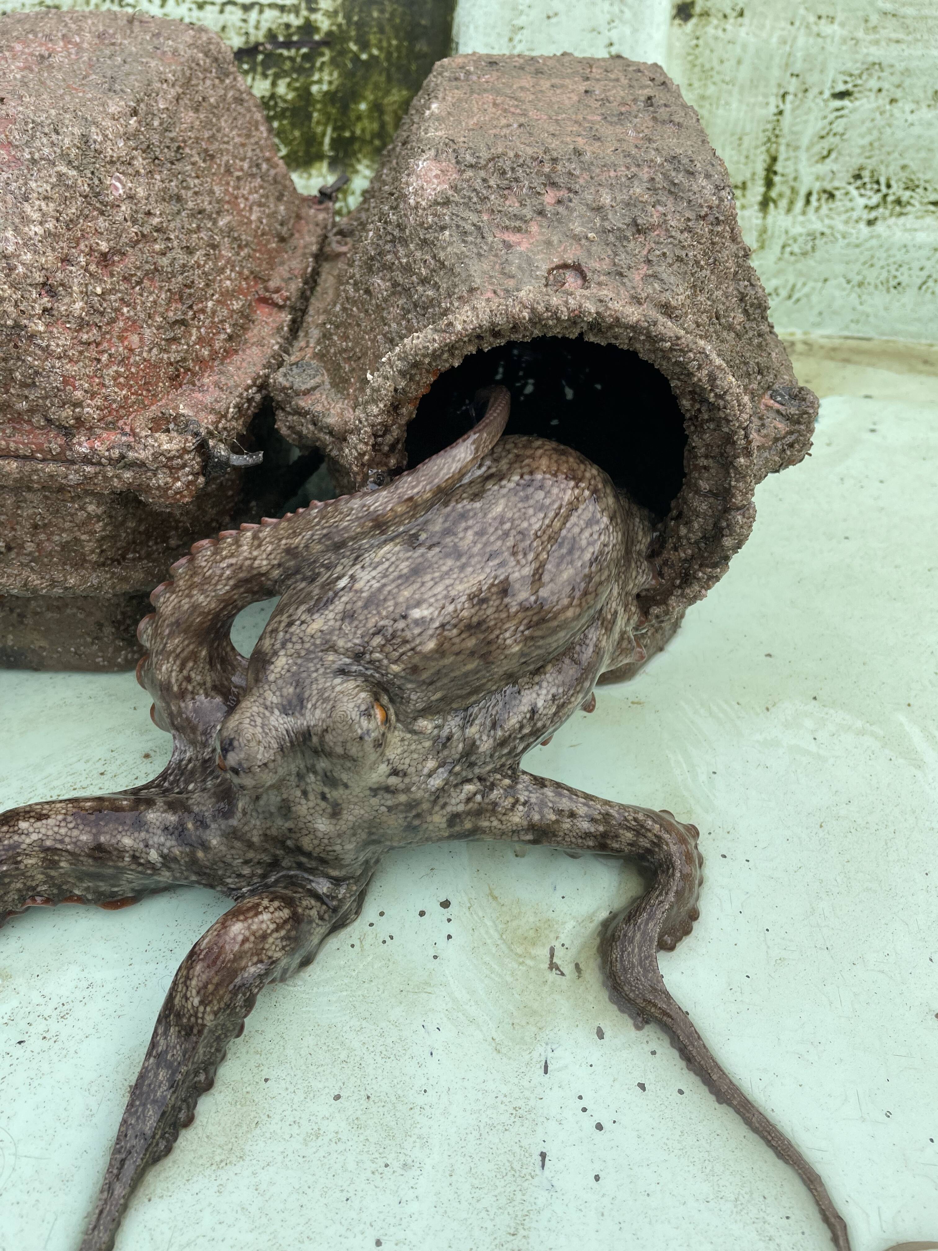 瀬戸内海活〆マダコ1.5キロ（1匹から2匹） ※内臓を取り除く前の重さ