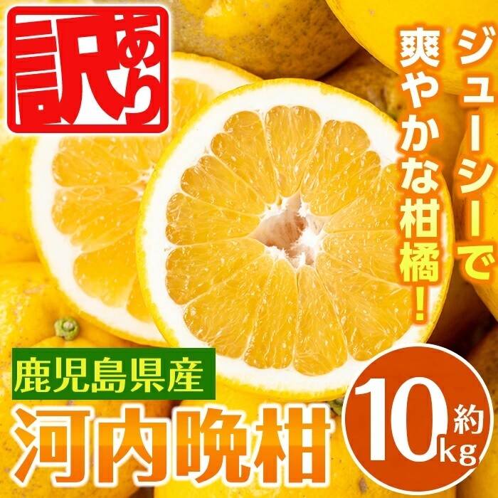 口に広がるジューシーな酸味と甘みが自慢の訳あり河内晩柑 約10K