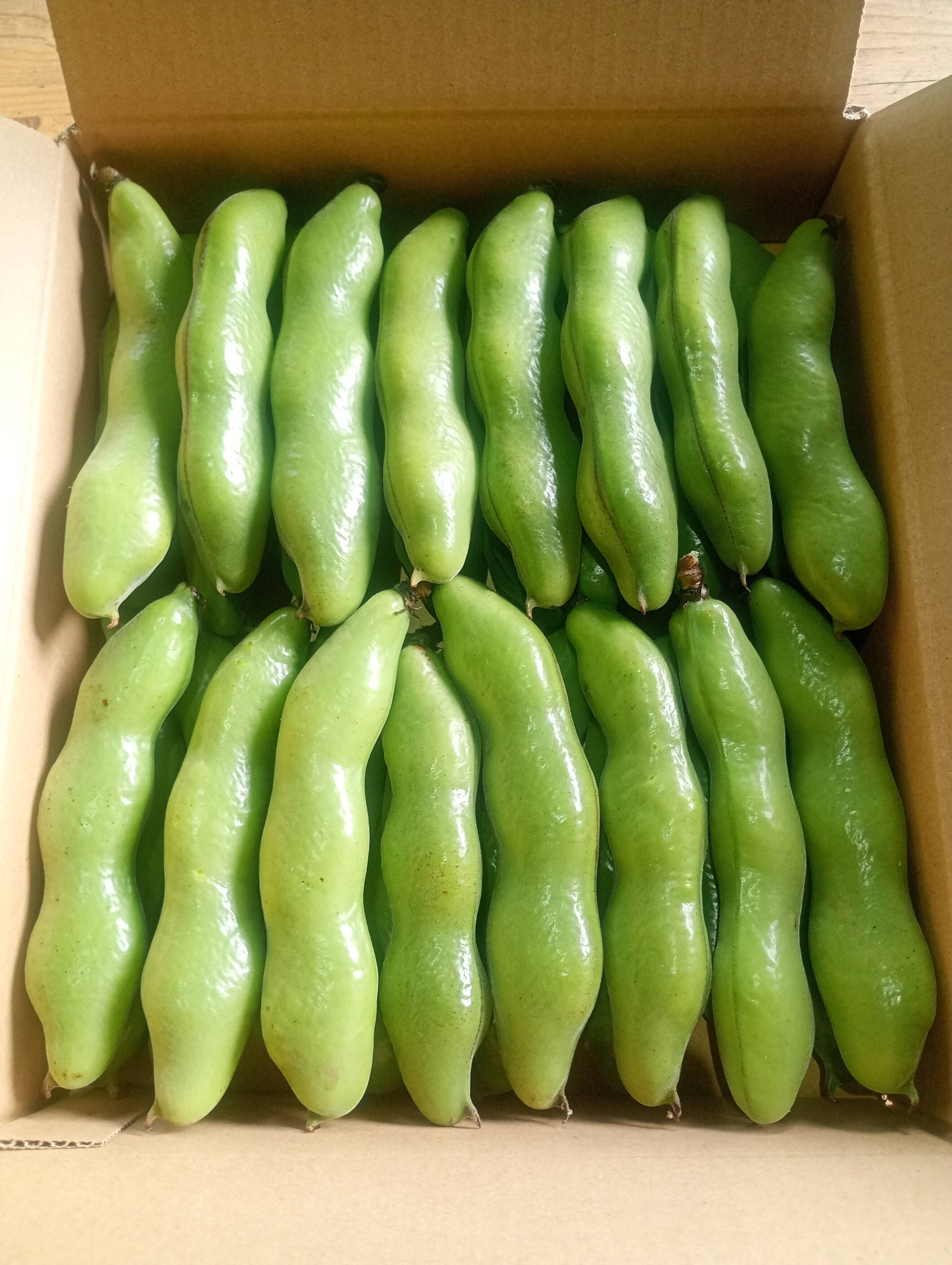 茨城県産 ソラマメ 三粒鞘 約1.3kg 鞘付 朝収穫して当日発送：茨城県産