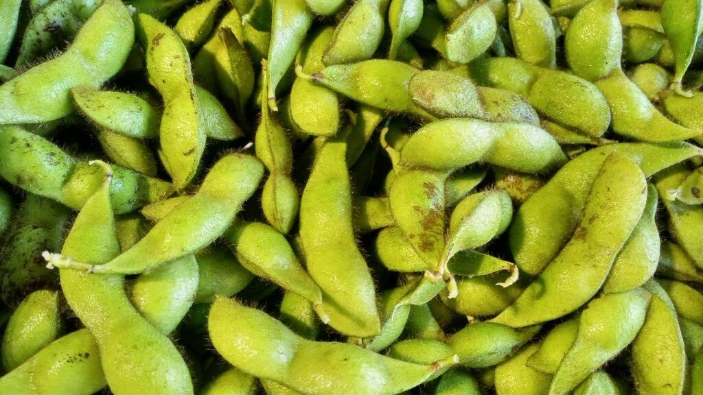 えだまめ】黒豆の枝豆、季節限定！特別な秋の味覚をぜひ！6パック