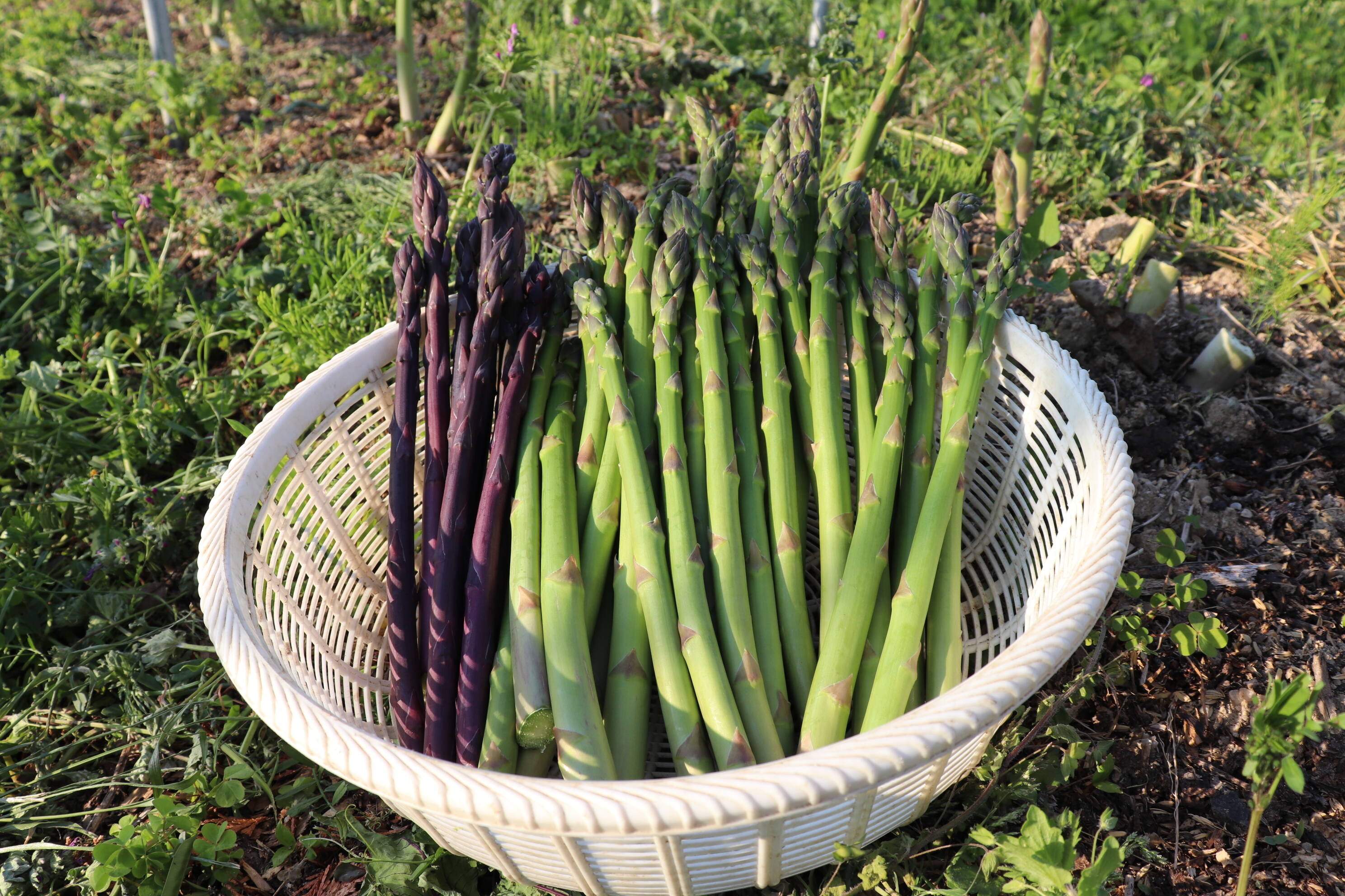 ｓａｌｅ即決 錫 アスパラガス 野菜そっくりな箸置き Sale 74 Off 野菜そっくりな箸置き