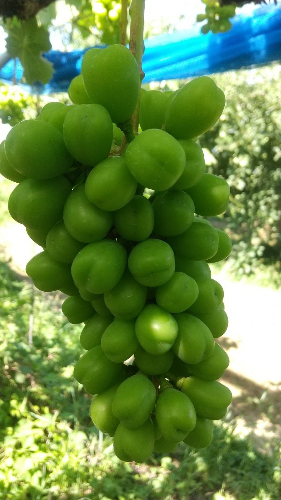 シャインマスカットの摘粒🍇｜食べチョク｜産地直送(産直)お
