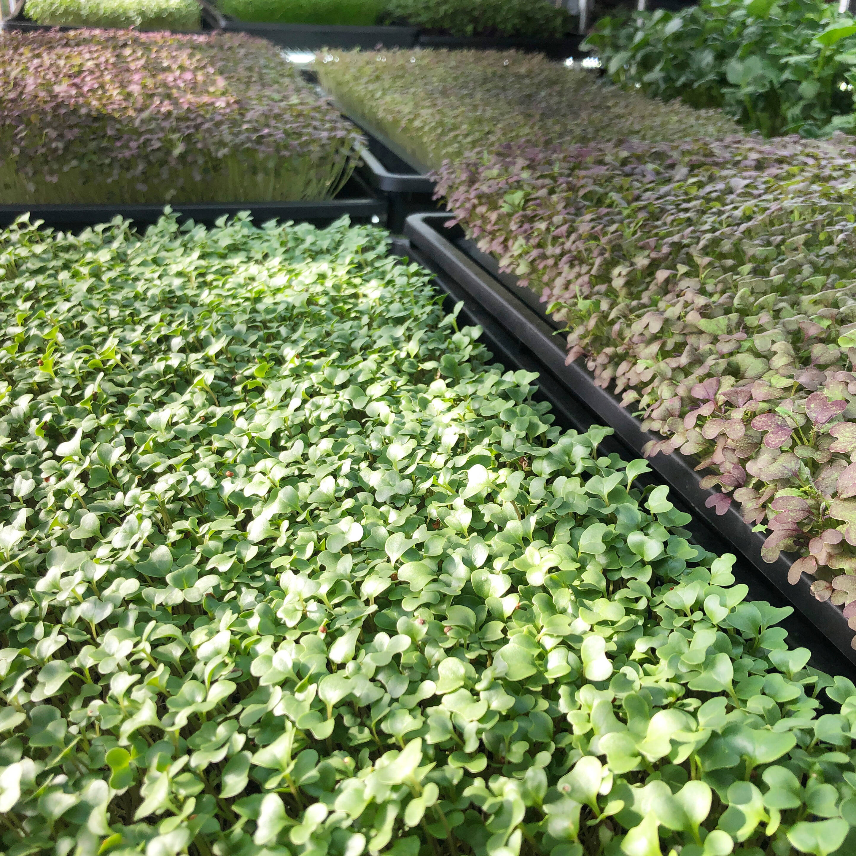 micro farm lifeへのレビュー・商品：茨城県｜食べチョク｜産地