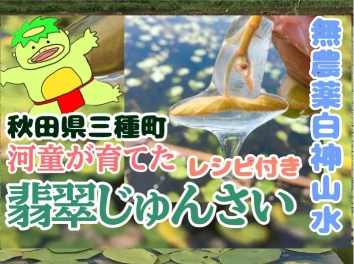 農地直送 秋田県三種町 翡翠生じゅんさい　2キロ d4 農地直送！秋田県三種町翡翠生じゅんさい2キロ クロネコ連携便