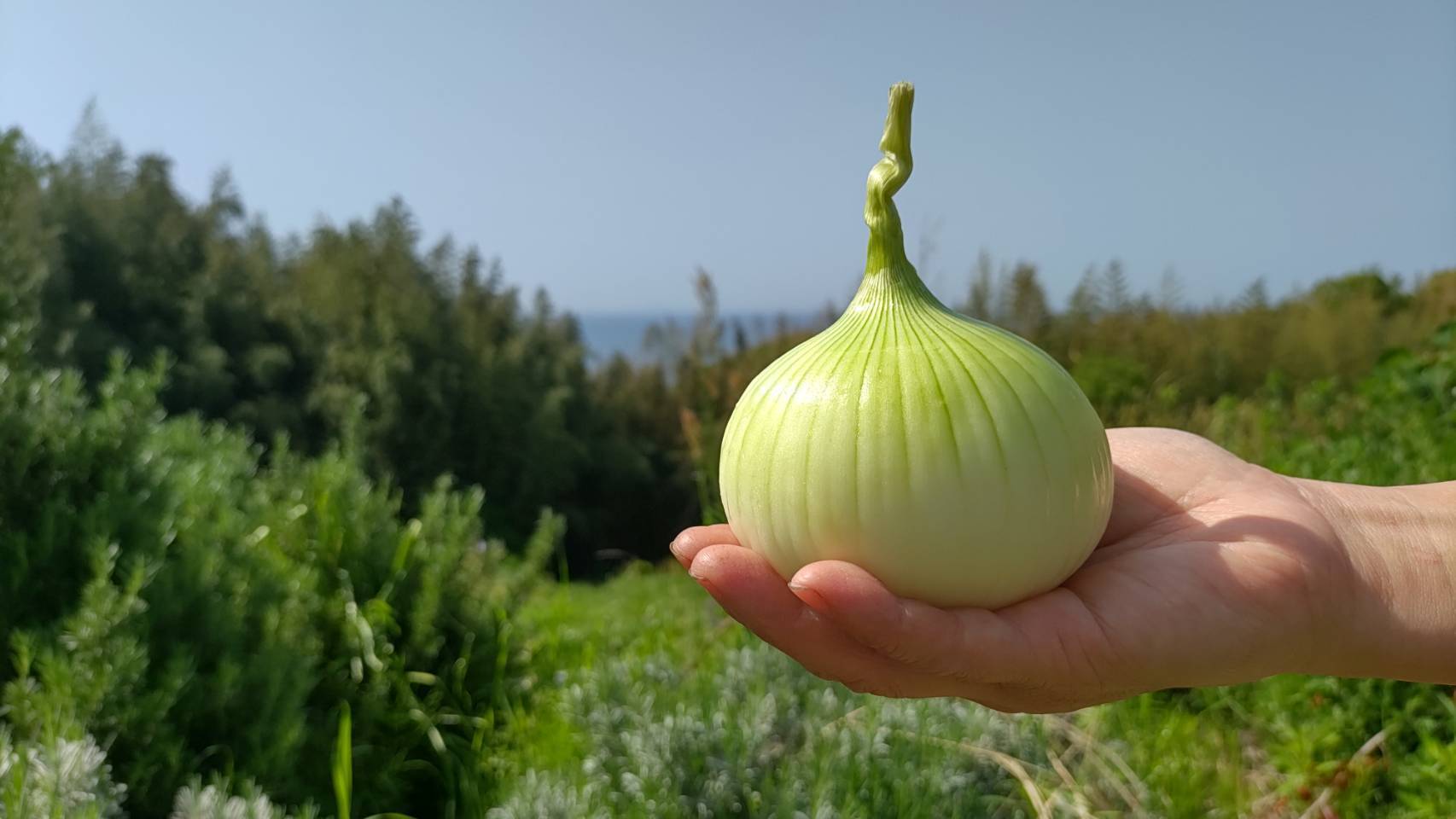 熊本県産 朝採り 新鮮らっきょう 3kg 農薬を使わずに栽培しました