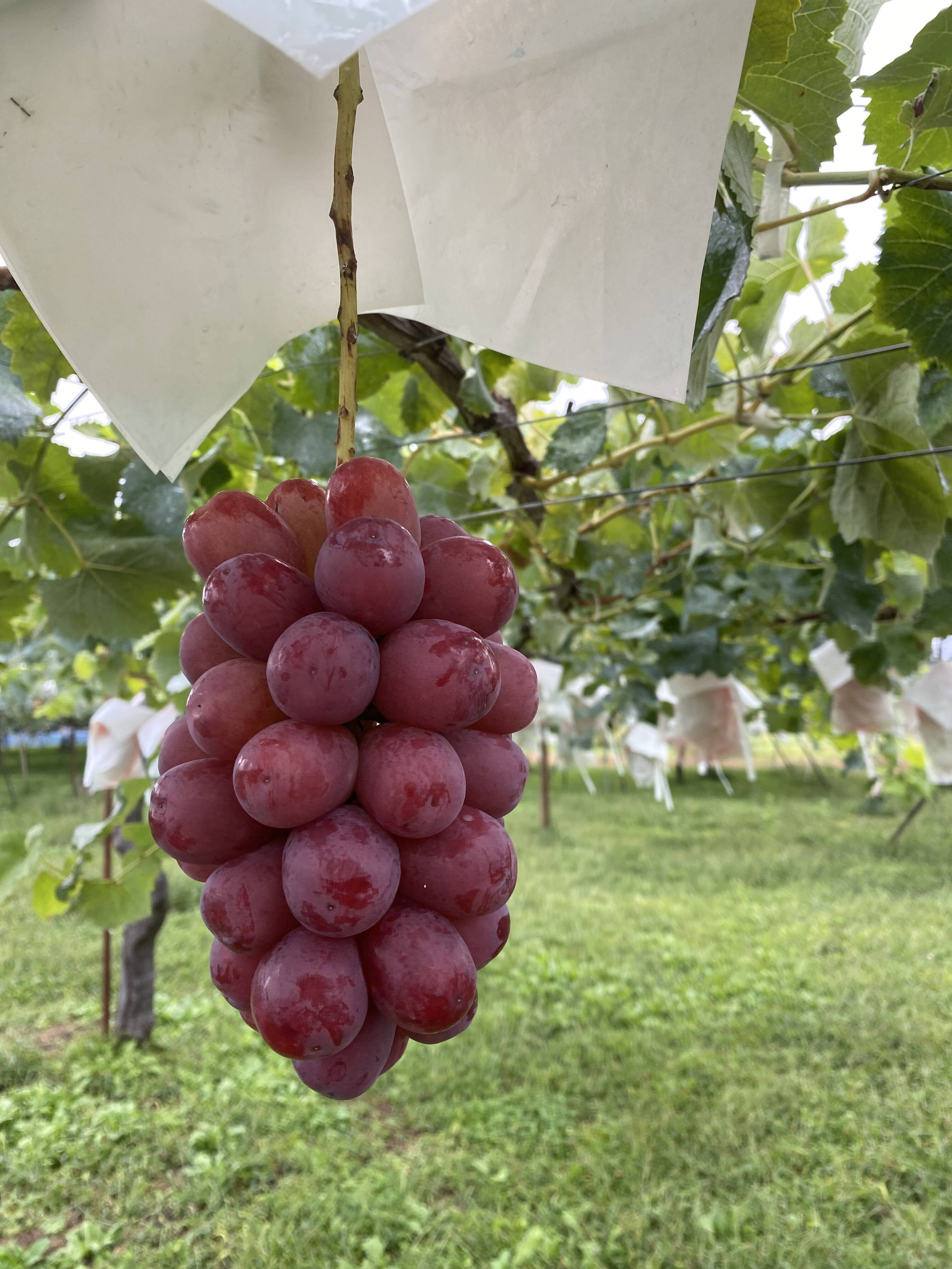 予約 長野県限定！☆クイーンルージュ®︎☆ 家庭用2〜3房 900g