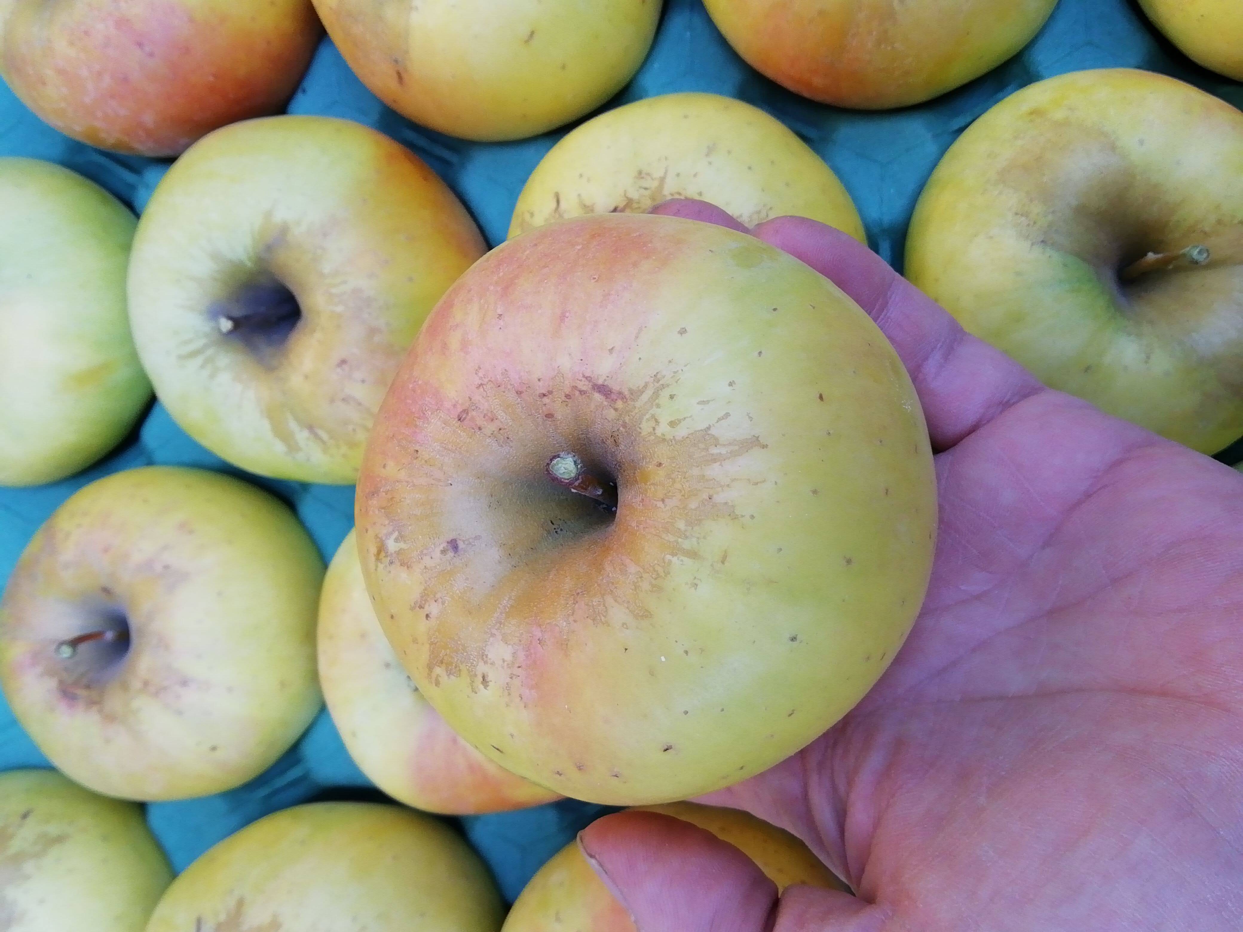 ぐんま名月」大人気！！甘くてジューシー黄色い林檎 訳ありお徳用 3