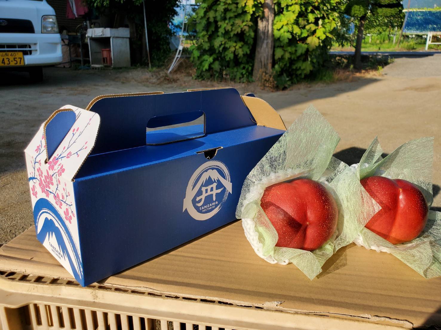 ネクタリン完熟特秀 5kg20-22玉 マンゴーの濃厚な糖度×桃の爽やかな酸味】を掛け合わせた究極の完熟