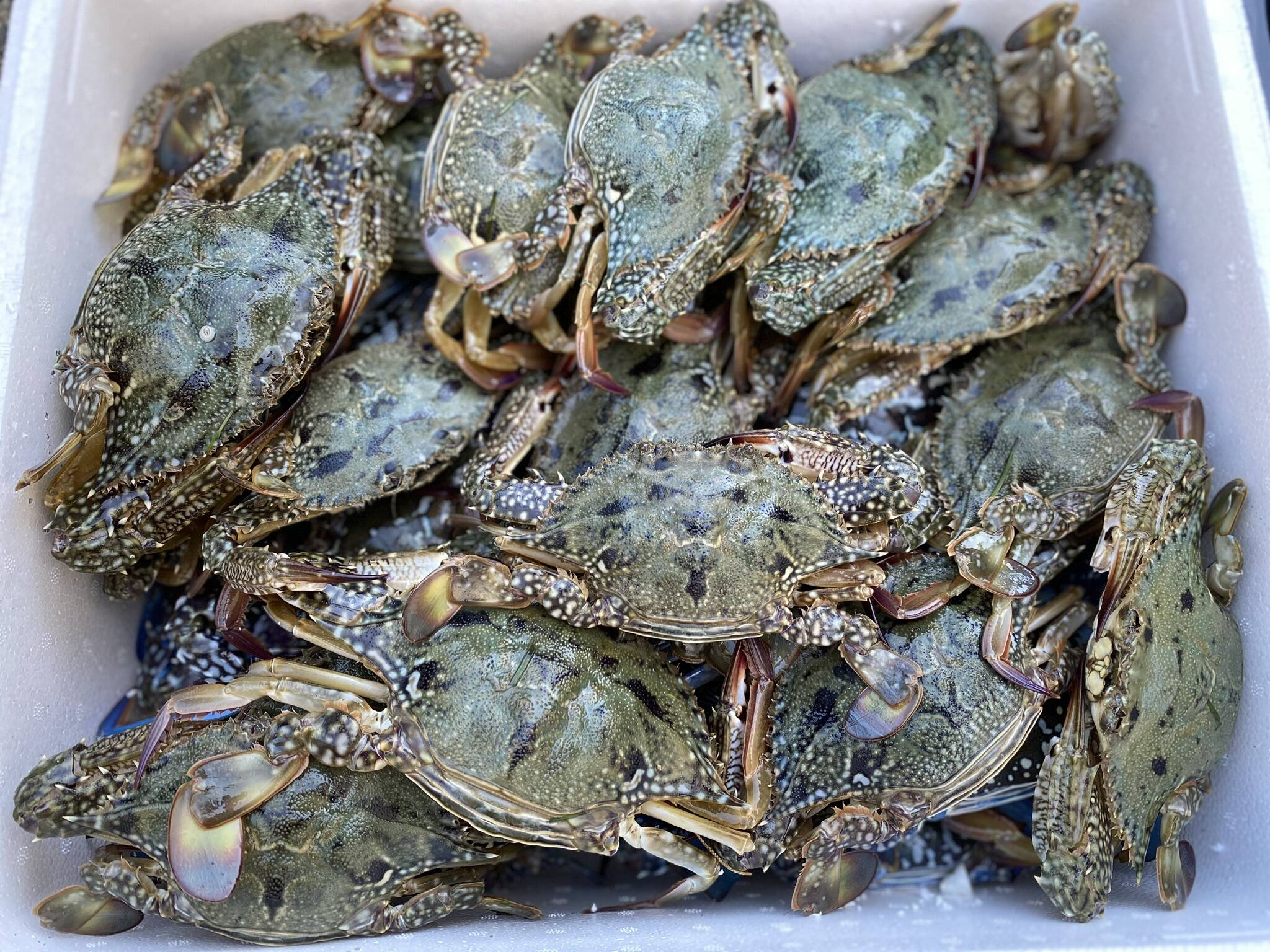 カンジャンケジャン可能 ガザミ ワタリガニ 静岡県産の魚介類 食べチョク 産地直送 産直 お取り寄せ通販 農家 漁師から旬の食材を直送