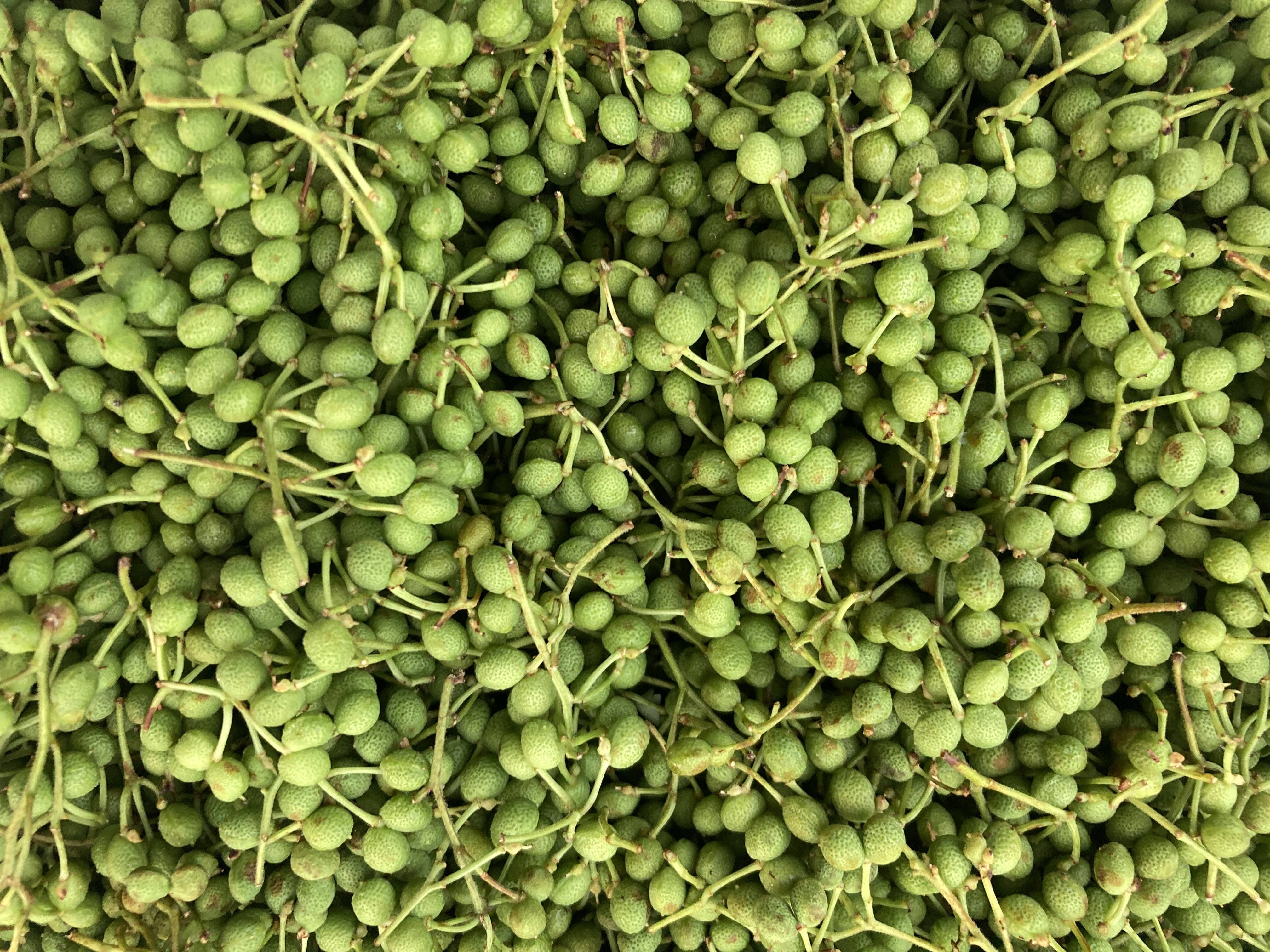 天然実山椒　1キロ　京都産　山椒 天然 山椒の実 1キロ 京都産 B品：京都府産の野菜｜食べチョク